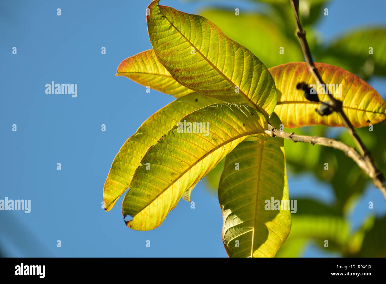Lumière jaune vert de feuilles d'un arbre Banque D'Images Lumière jaune vert de feuilles d'un arbre Banque D'Images