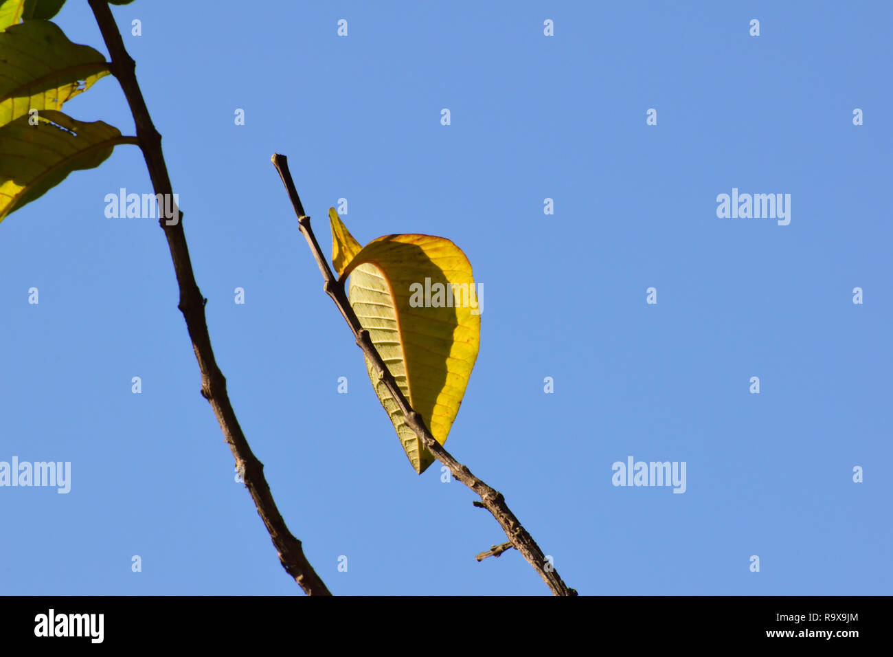 Lumière jaune vert de feuilles d'un arbre Banque D'Images Lumière jaune vert de feuilles d'un arbre Banque D'Images