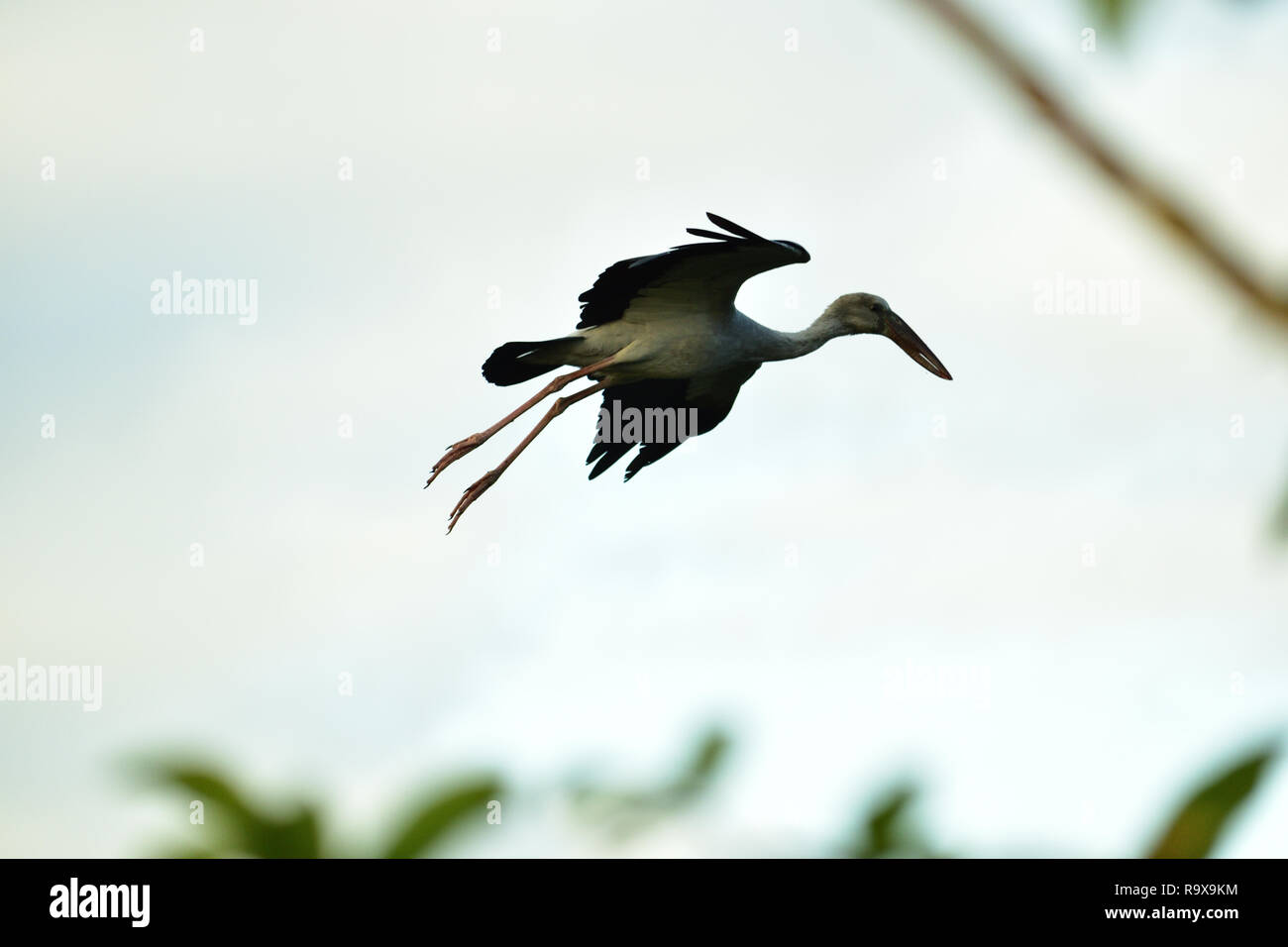 Cigogne blanche volant dans le ciel avec ses ailes propagation Banque D'Images Cigogne blanche volant dans le ciel avec ses ailes propagation Banque D'Images