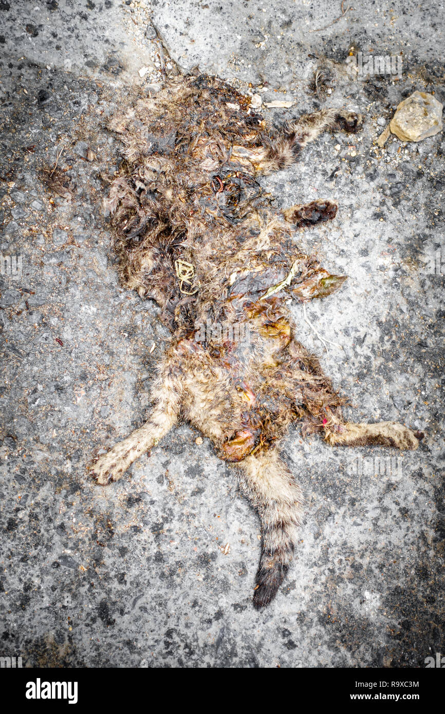 Restes D Un Chat Mort Ecrase Crete Grece Europe Photo Stock Alamy