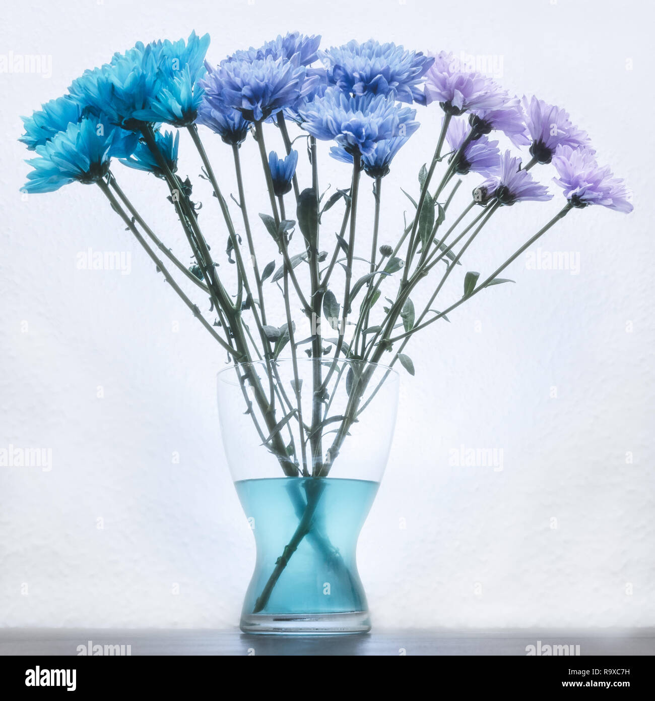 Bleu et violet fleurs œillets teints dans un vase de verre Banque D'Images