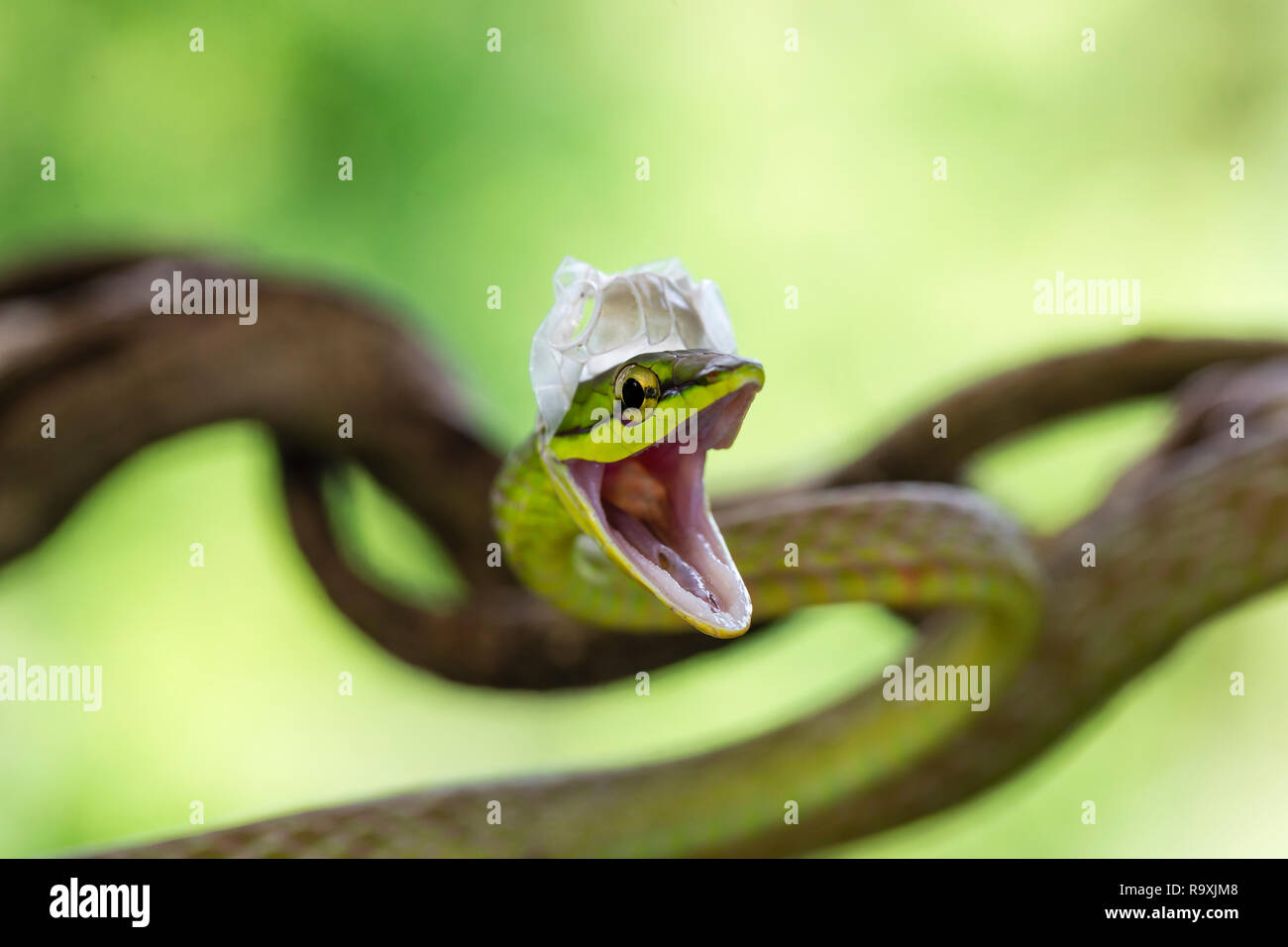 À nez court serpent de vigne dans la région de Arenal, Costa Rica Banque D'Images
