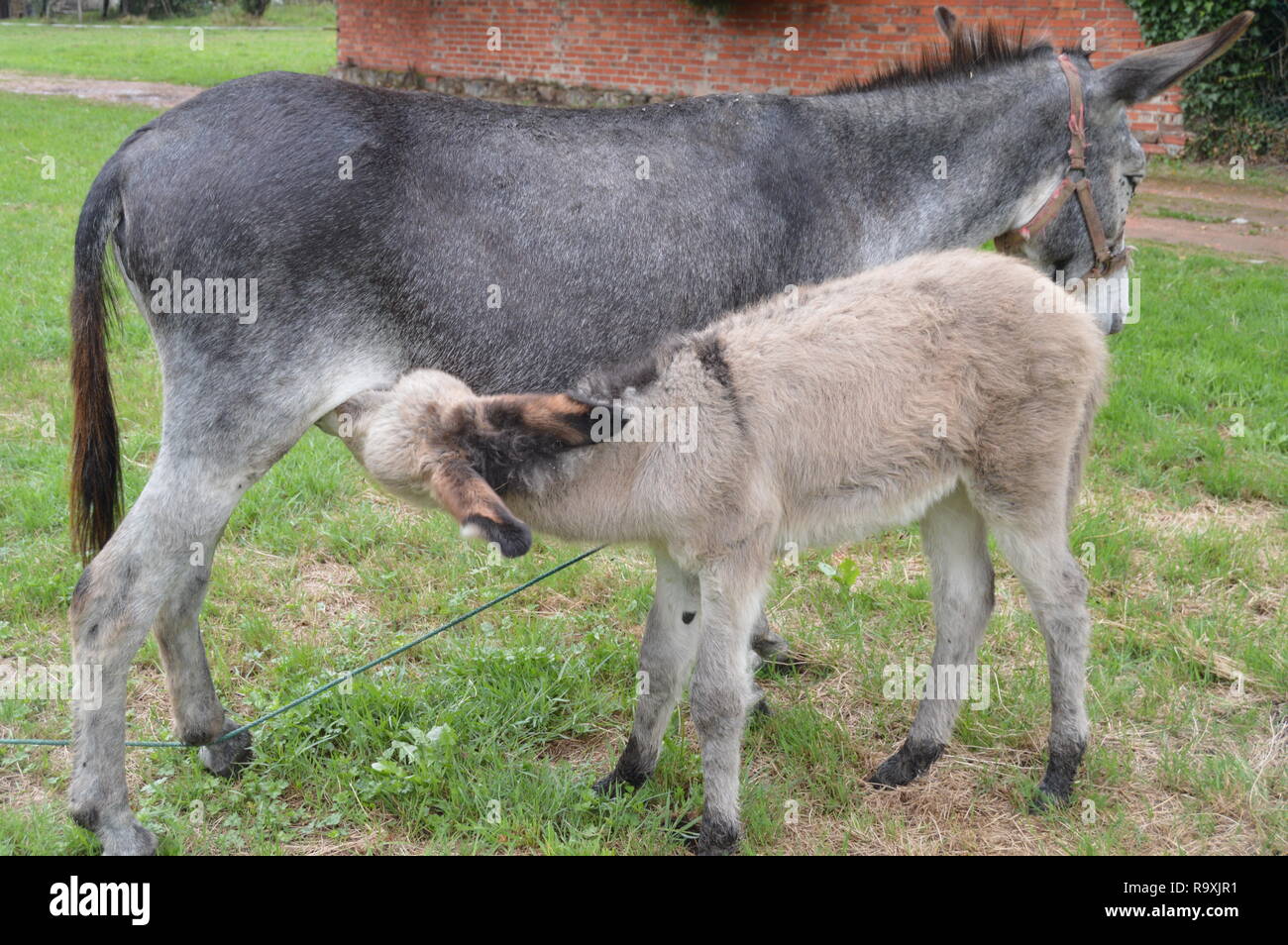 Nouveau né âne Suckling sa mère dans une ferme dans les Asturies. Le 31 juillet 2015. Animaux, Nature, Voyage, Vacances. Les Asturies, Espagne. Banque D'Images