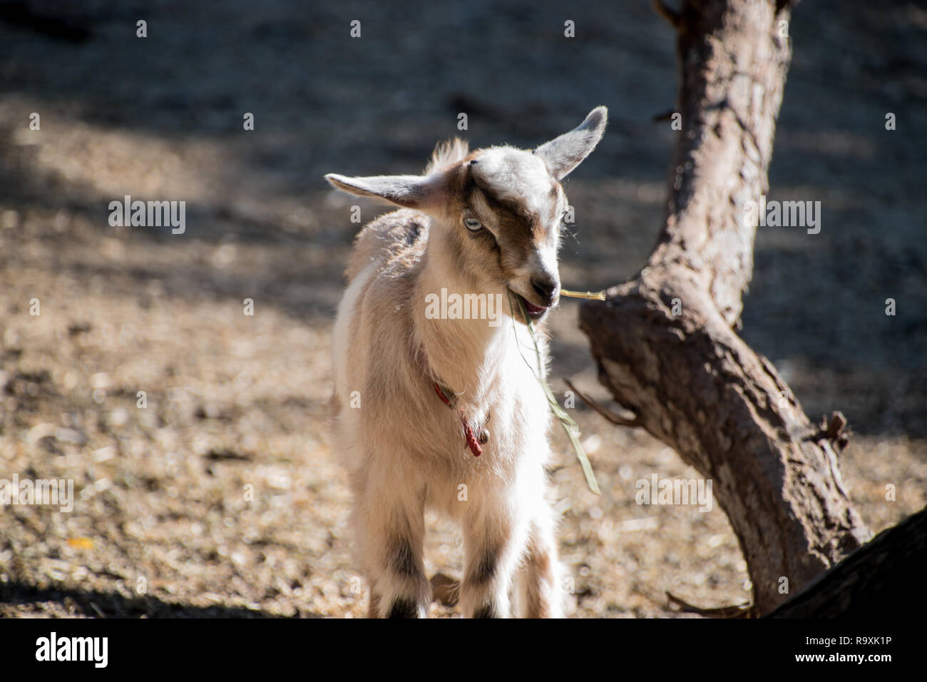 Une chèvre bébé à mâcher sur une branche. Banque D'Images