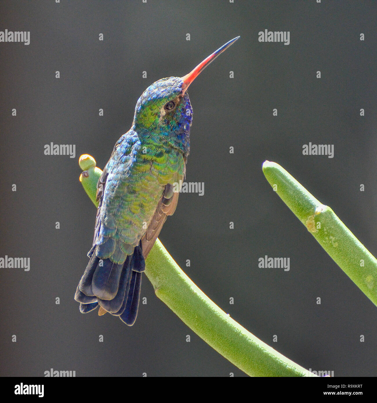 Large-billed Hummingbird mâle, perché Banque D'Images