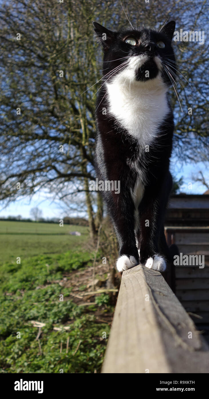 Smoking noir et blanc cat chatoune marcher le long d'une clôture et à la recherche, avec arbres et champs derrière Banque D'Images