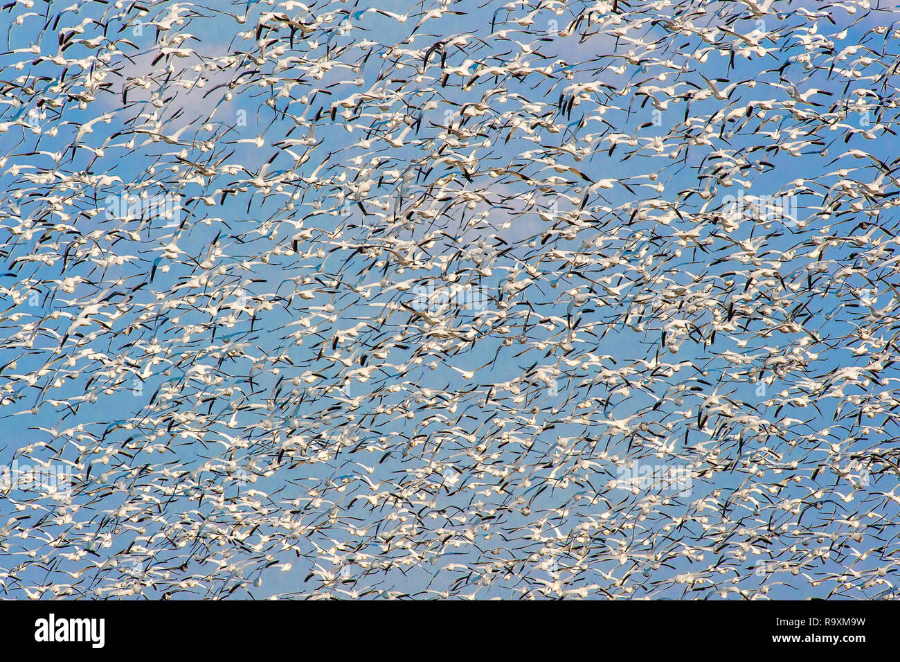 Un grand troupeau de la migration des Oies des neiges (Anser caerulescens) s'envoler de Bombay Hook National Wildlife Refuge. Delaware. USA Banque D'Images