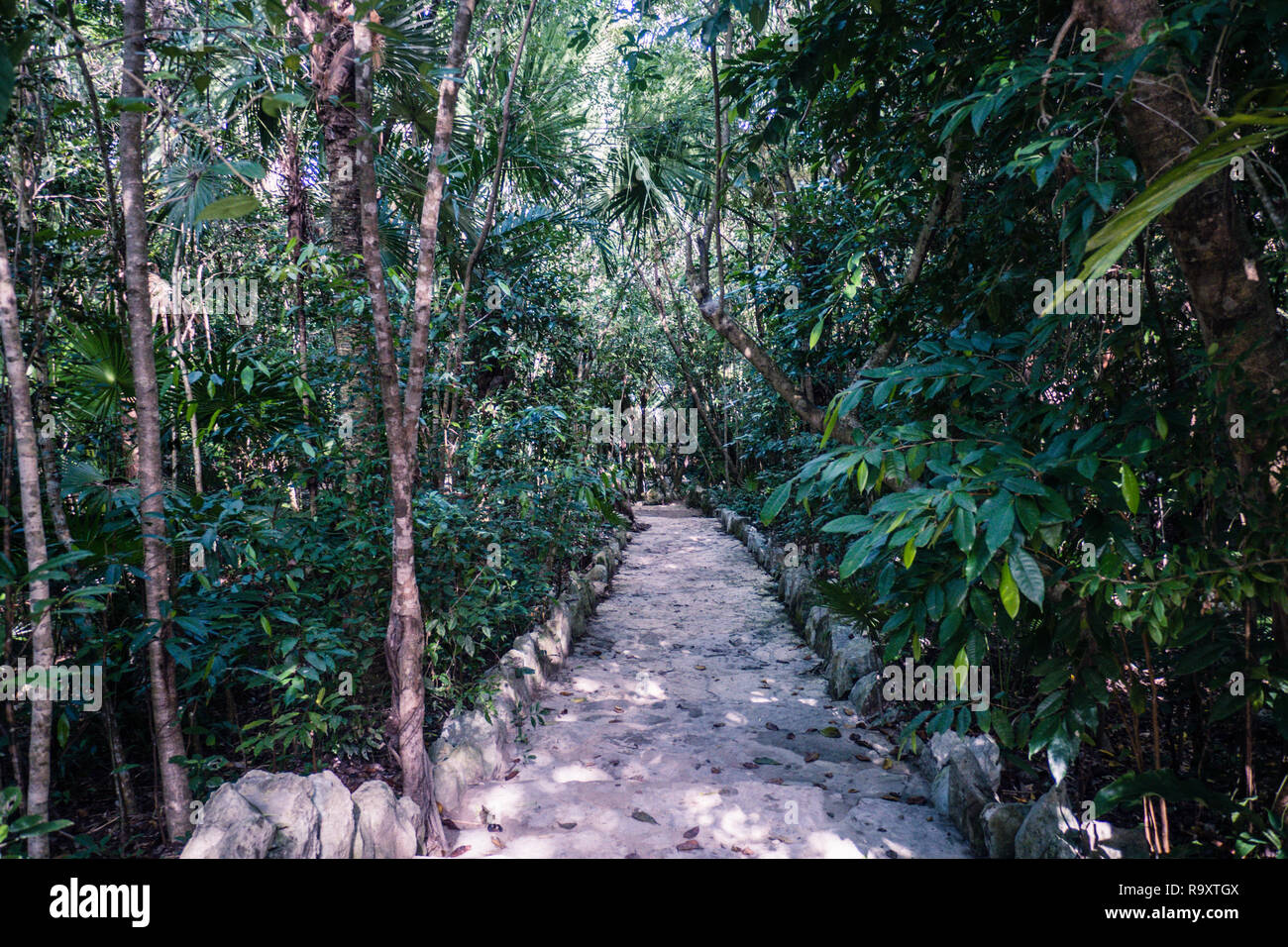 La voie de la jungle de cénote, Tulum, Mexique Banque D'Images