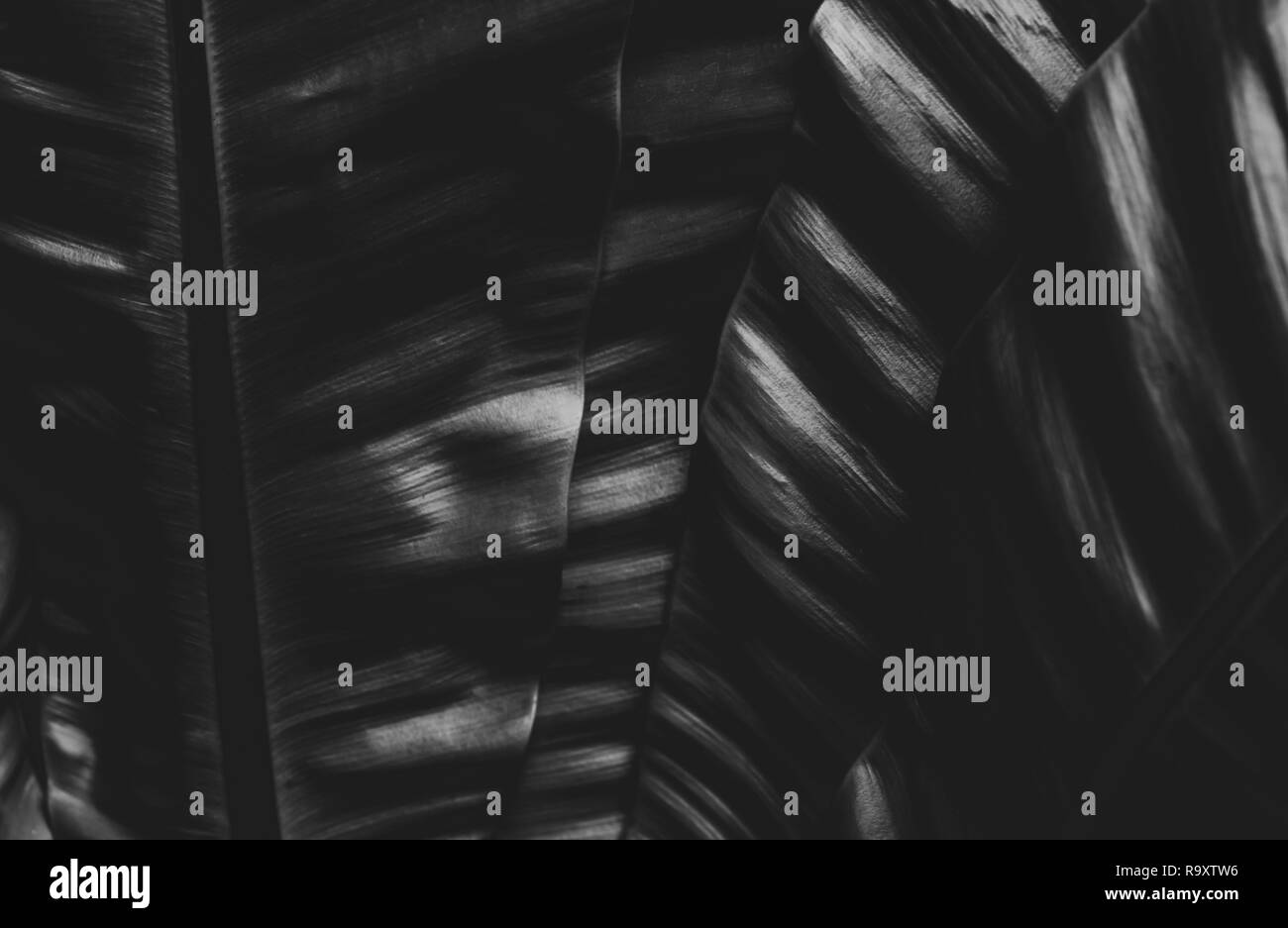 Noir et blanc photo de fougères abstract background. Tons sombres de feuilles en jungle tropicale. Feuillage brillant fond nature. Arrière-plan de sa Banque D'Images