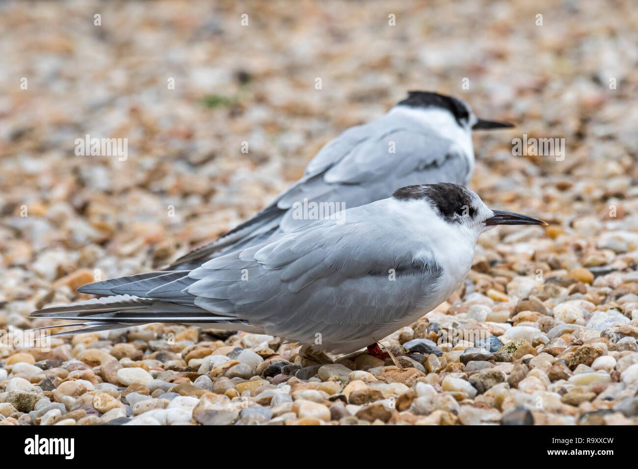 Deux Sternes pierregarins (Sterna hirundo) en plumage non-reproduction sur plage de galets à la fin de l'été Banque D'Images