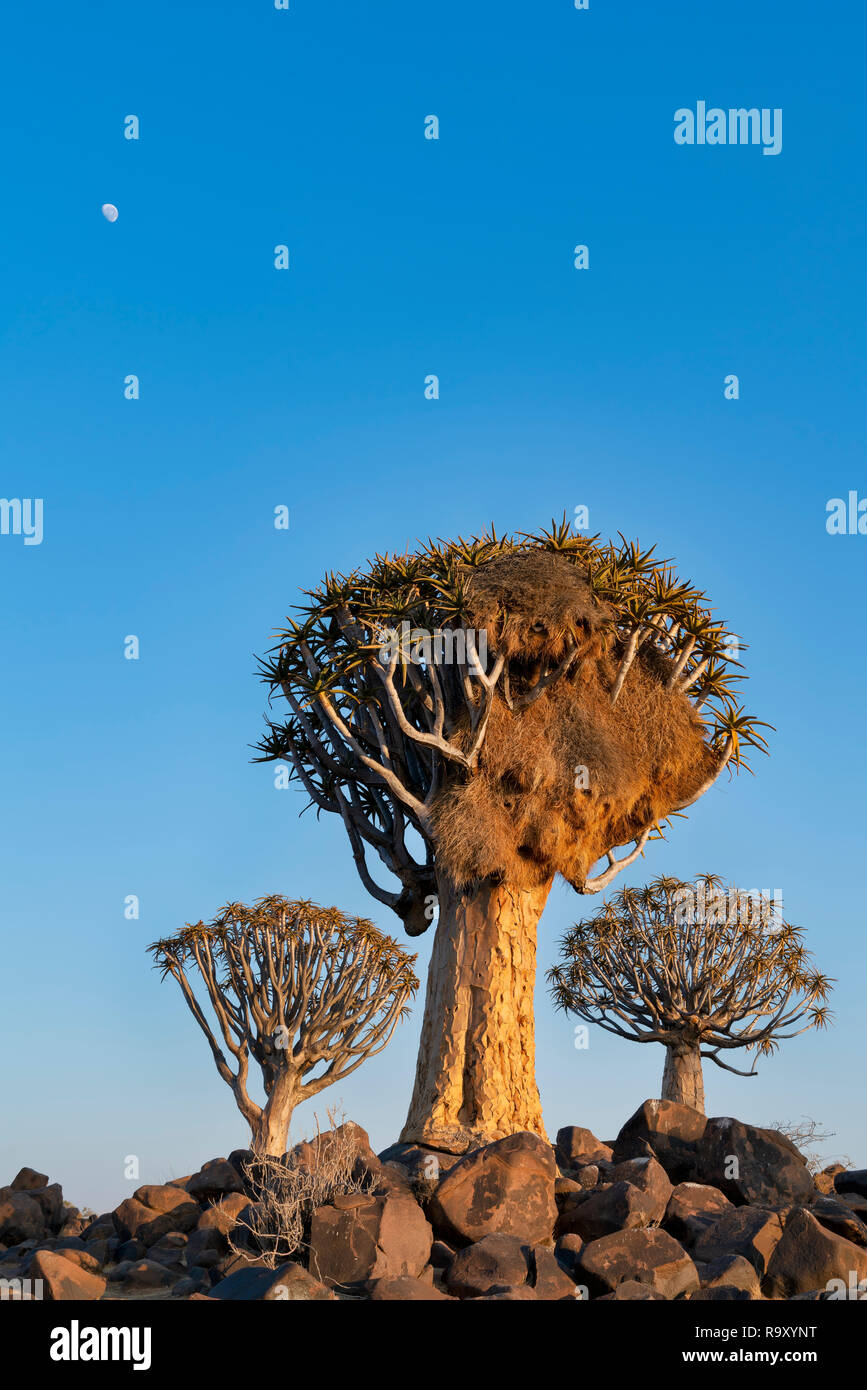 Nid commun weaver Banque D'Images