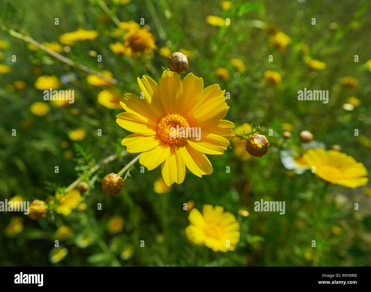 Macro fleur marguerite jaune en Espagne méditerranéenne Banque D'Images