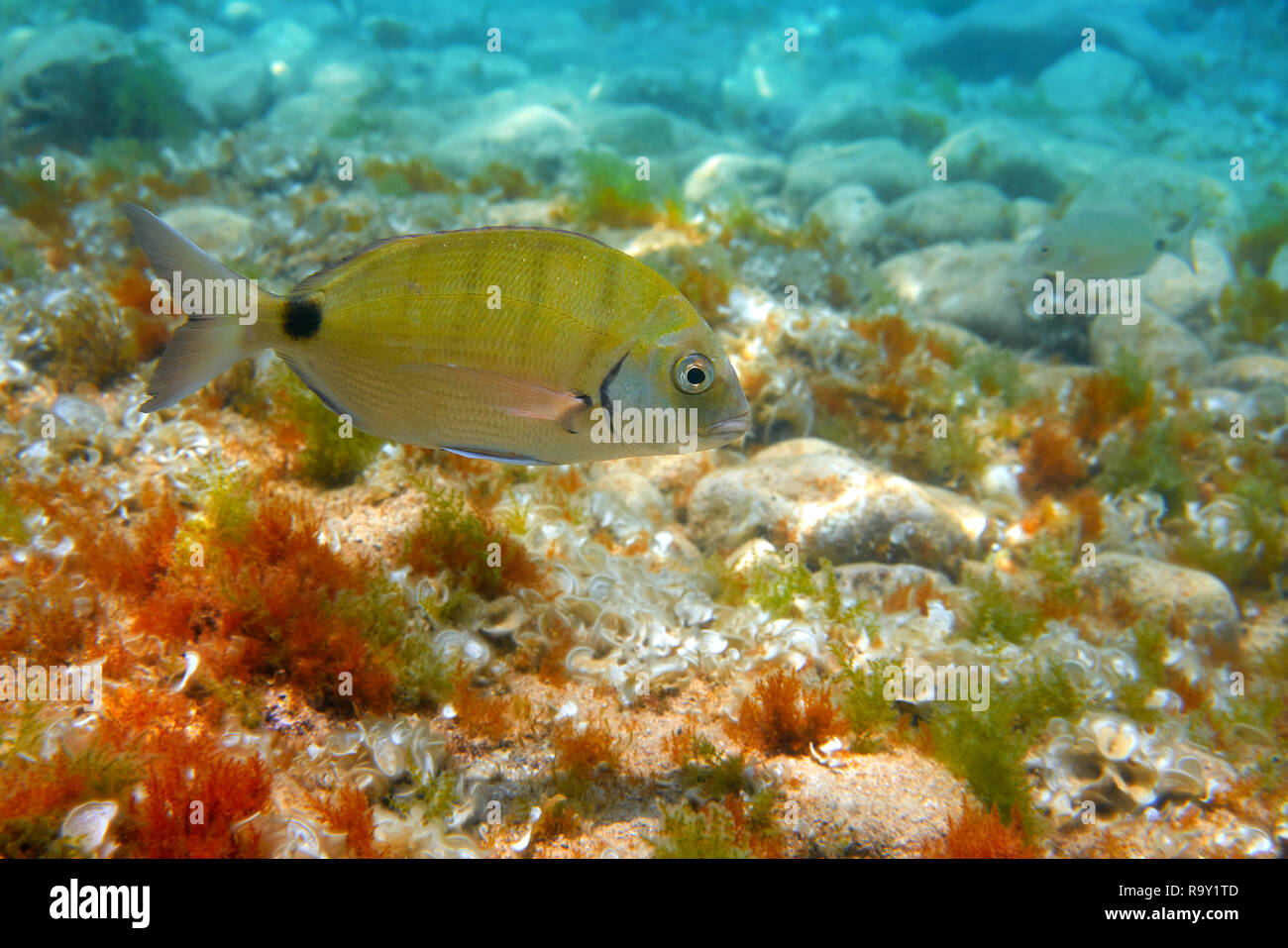 Diplodus sargus Méditerranée poisson sous l'eau en Espagne en vie royale blanc Banque D'Images