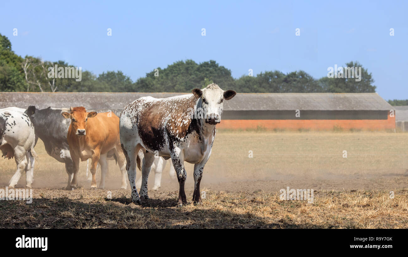 Le bétail dans une prairie poussiéreux sur une chaude journée d'été, de Brabant, Pays-Bas. Banque D'Images