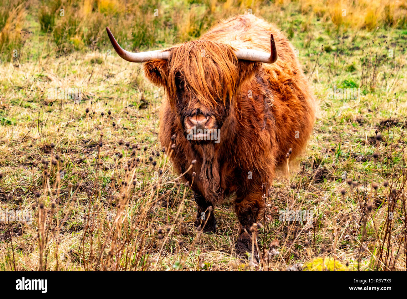 Highland cattle ,Bo Ghaidhealach Heilan coo, une race bovine écossais caractéristique avec longues cornes et long manteaux ondulées sur l'île de Skye dans le rai Banque D'Images