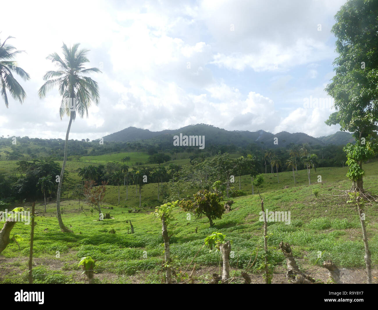 République dominicaine. La vallée de Constanza. Photo : Tony Gale Banque D'Images