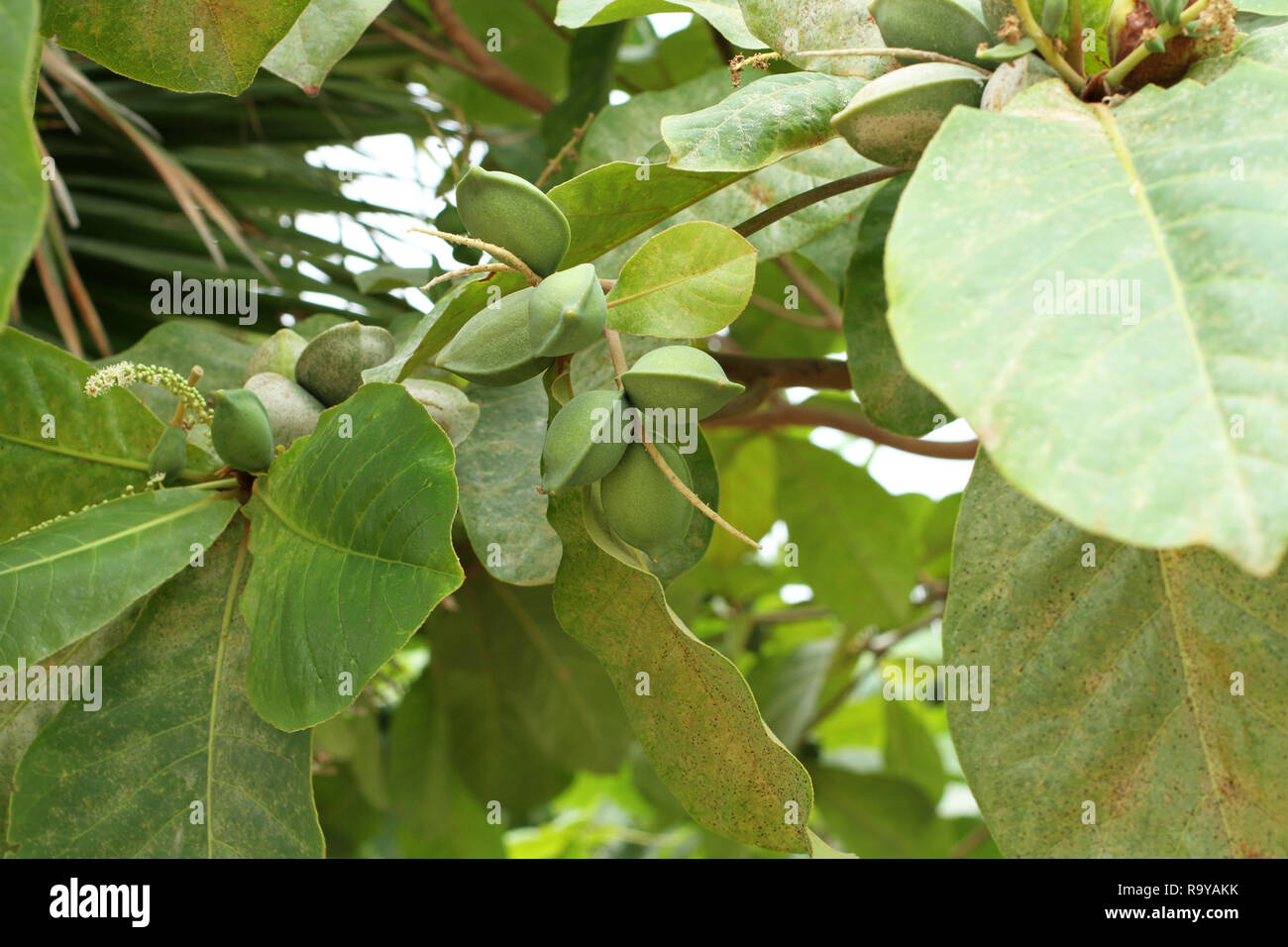 Couleur vert amande Indiens non mûres fruits sur l'arbre Tropical (amande, COMBRETACEAE). Feuilles pour aquarium Banque D'Images