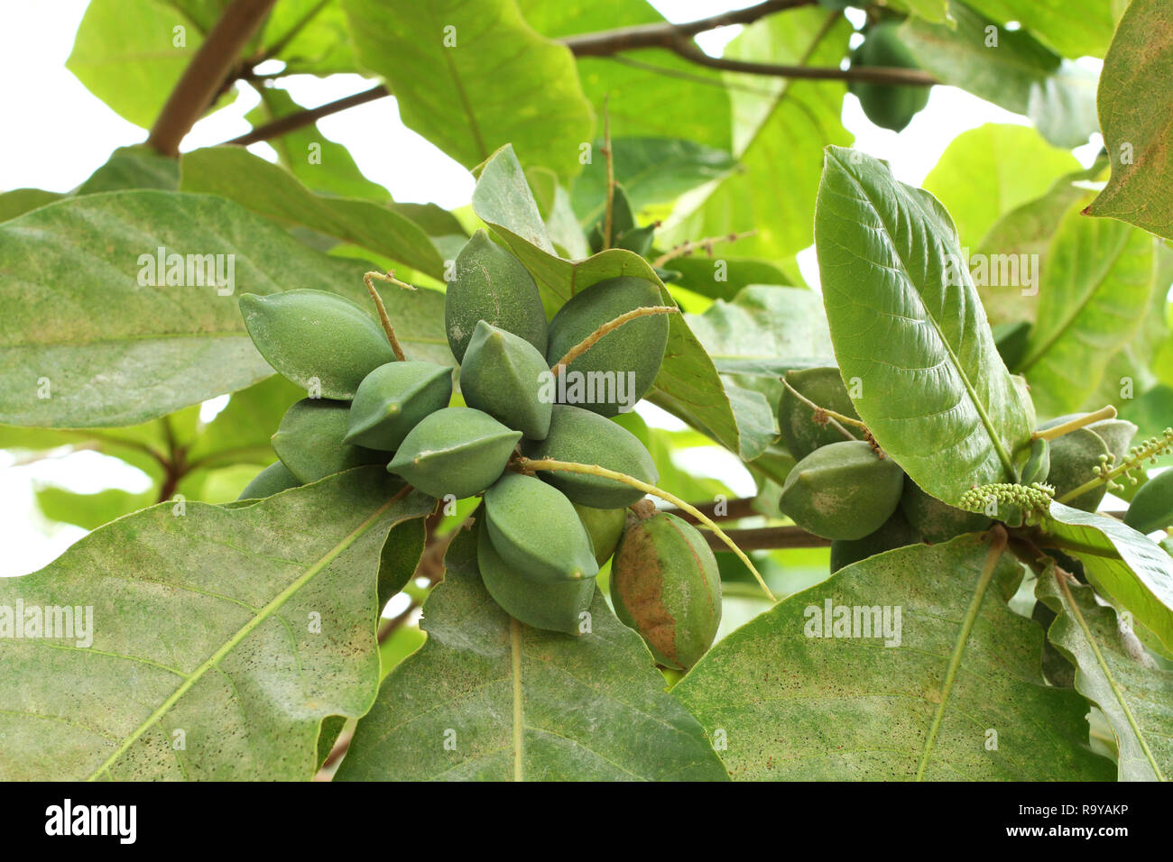 Couleur vert amande Indiens non mûres fruits sur l'arbre Tropical (amande, COMBRETACEAE). Feuilles pour aquarium Banque D'Images