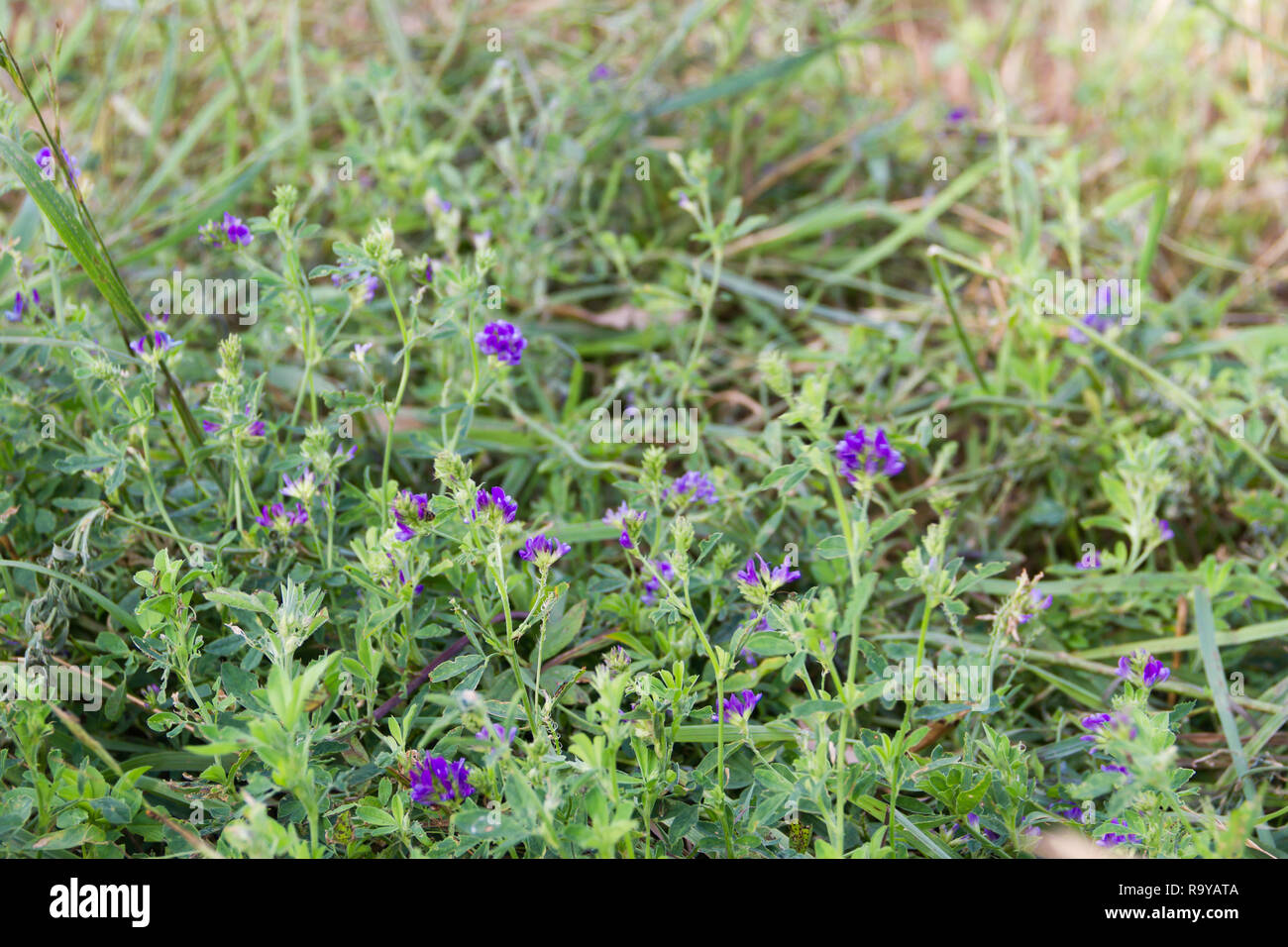 Fleurs violettes de la luzerne dans le domaine de la plantation Banque D'Images