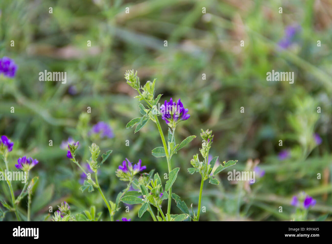 Fleurs violettes de la luzerne dans le domaine de la plantation Banque D'Images