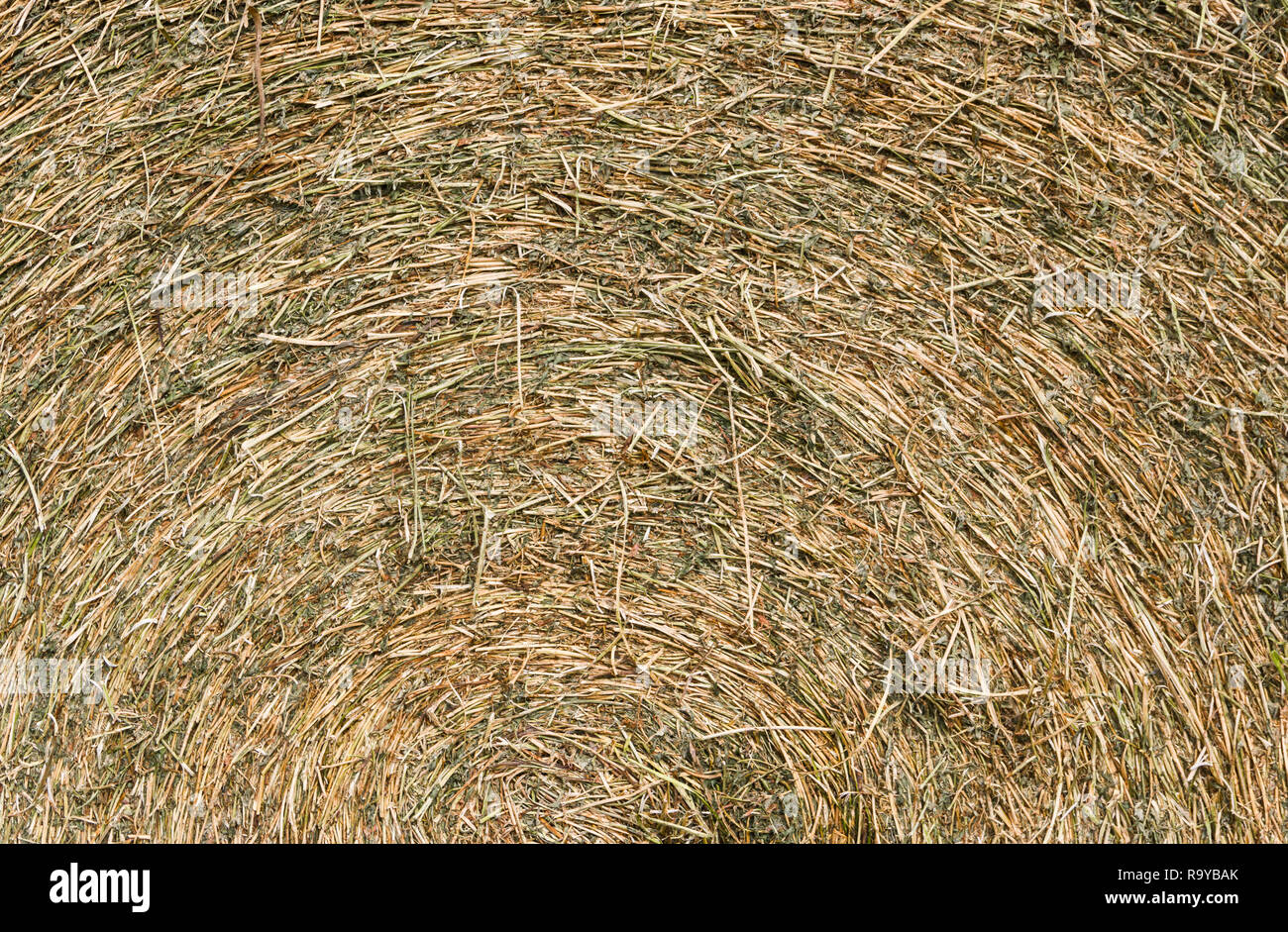 Fond rustique avec des balles de luzerne de texture dans le domaine Banque D'Images