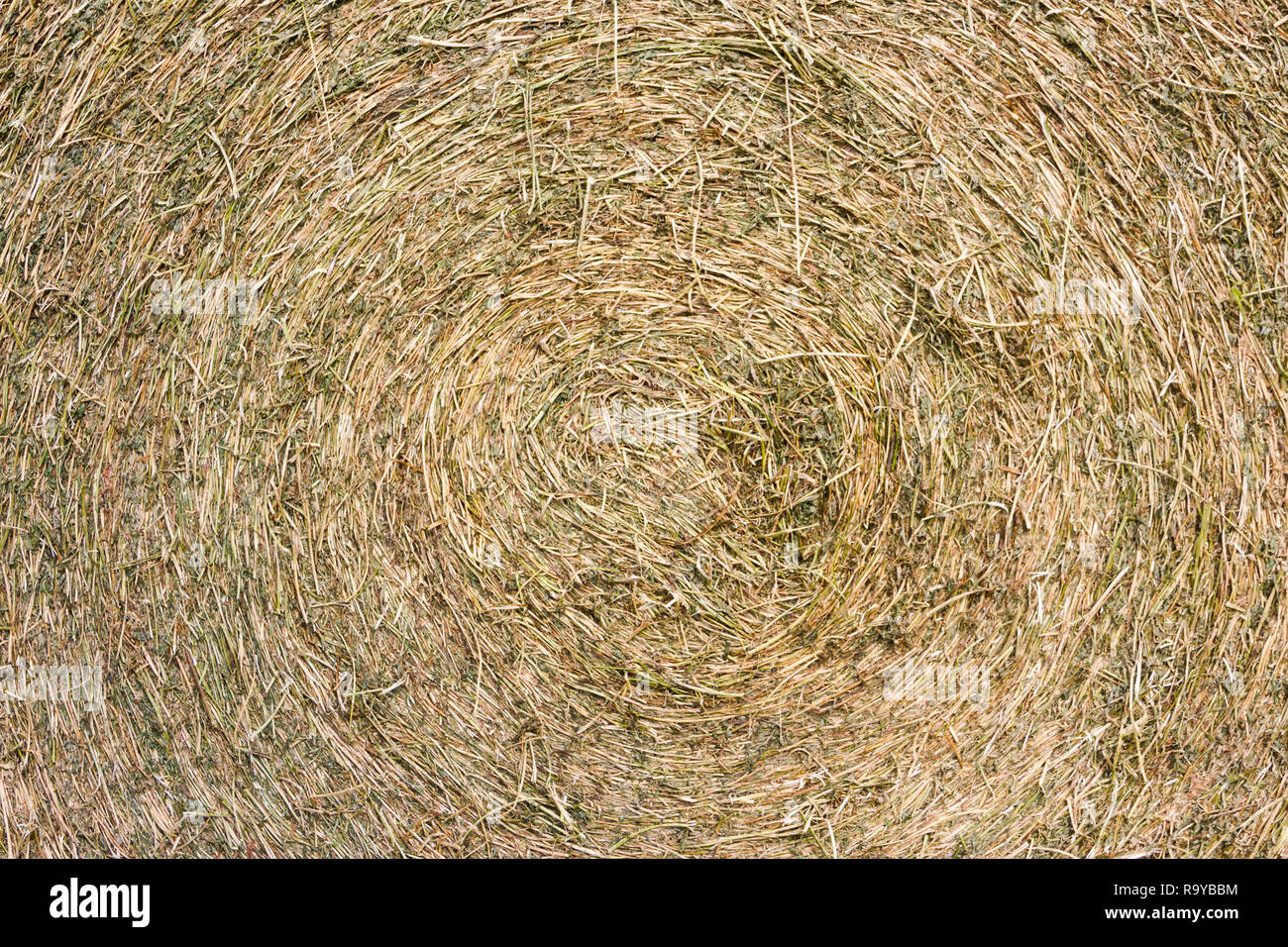 Fond rustique avec des balles de luzerne de texture dans le domaine Banque D'Images