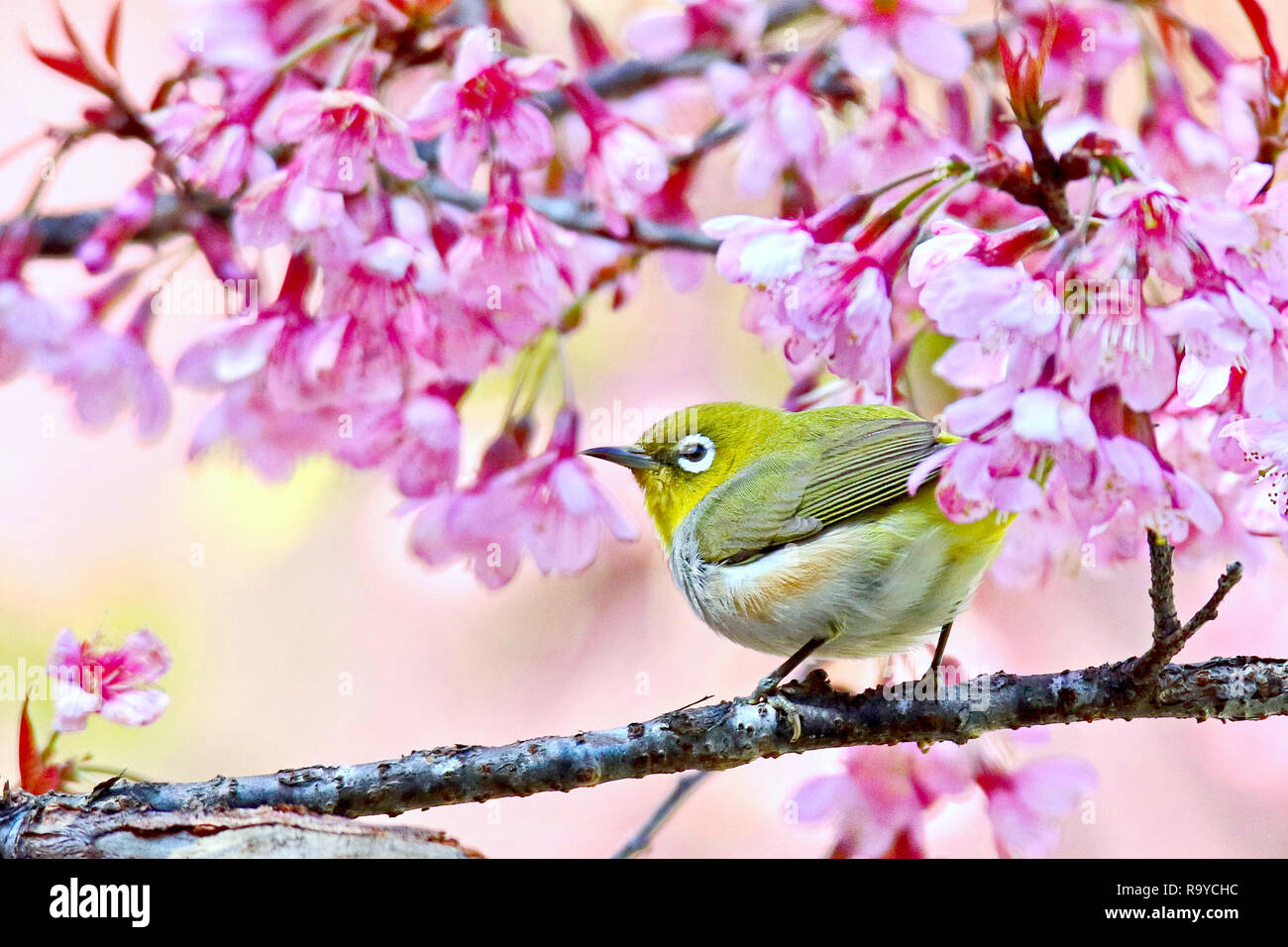 L'Œil blanc du Japon (mejiro) ,Zosterops japonica,l'île aux oiseaux sur la branche a des fleurs roses sur le dos. Banque D'Images