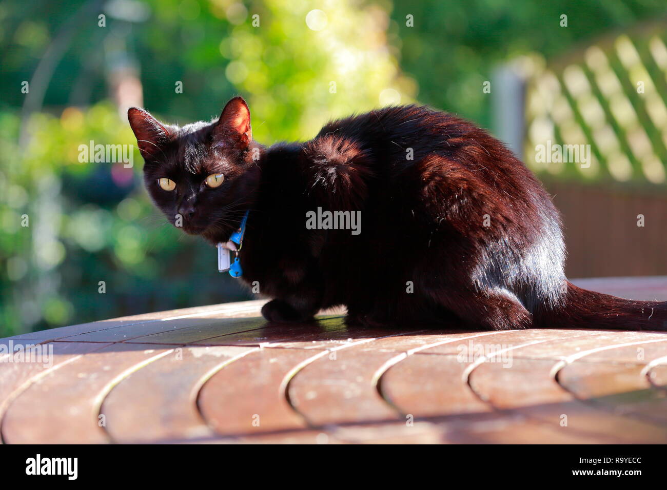 Un chat noir reposant sur une table patio Banque D'Images