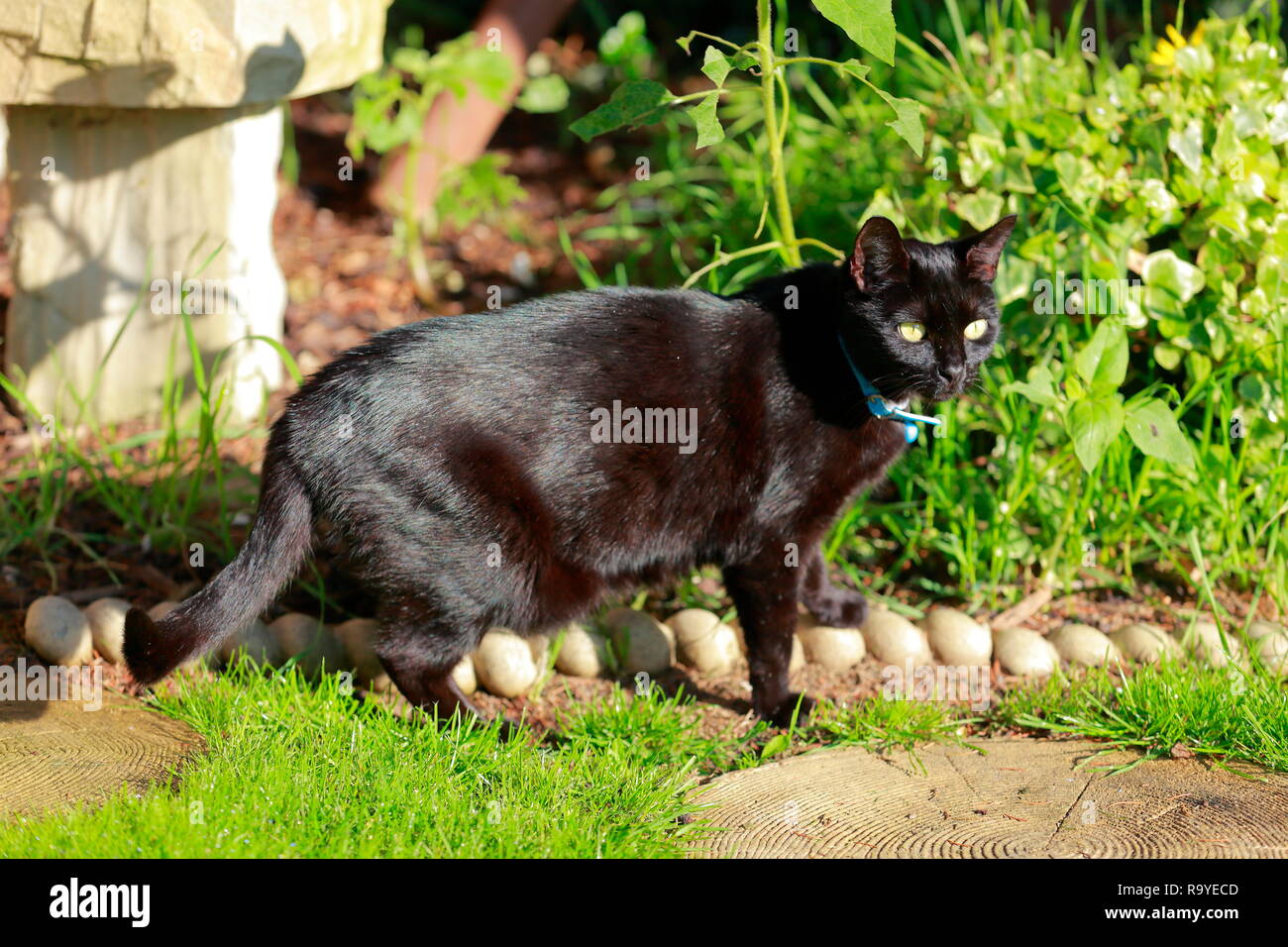 Un chat noir sur la pelouse du jardin Banque D'Images