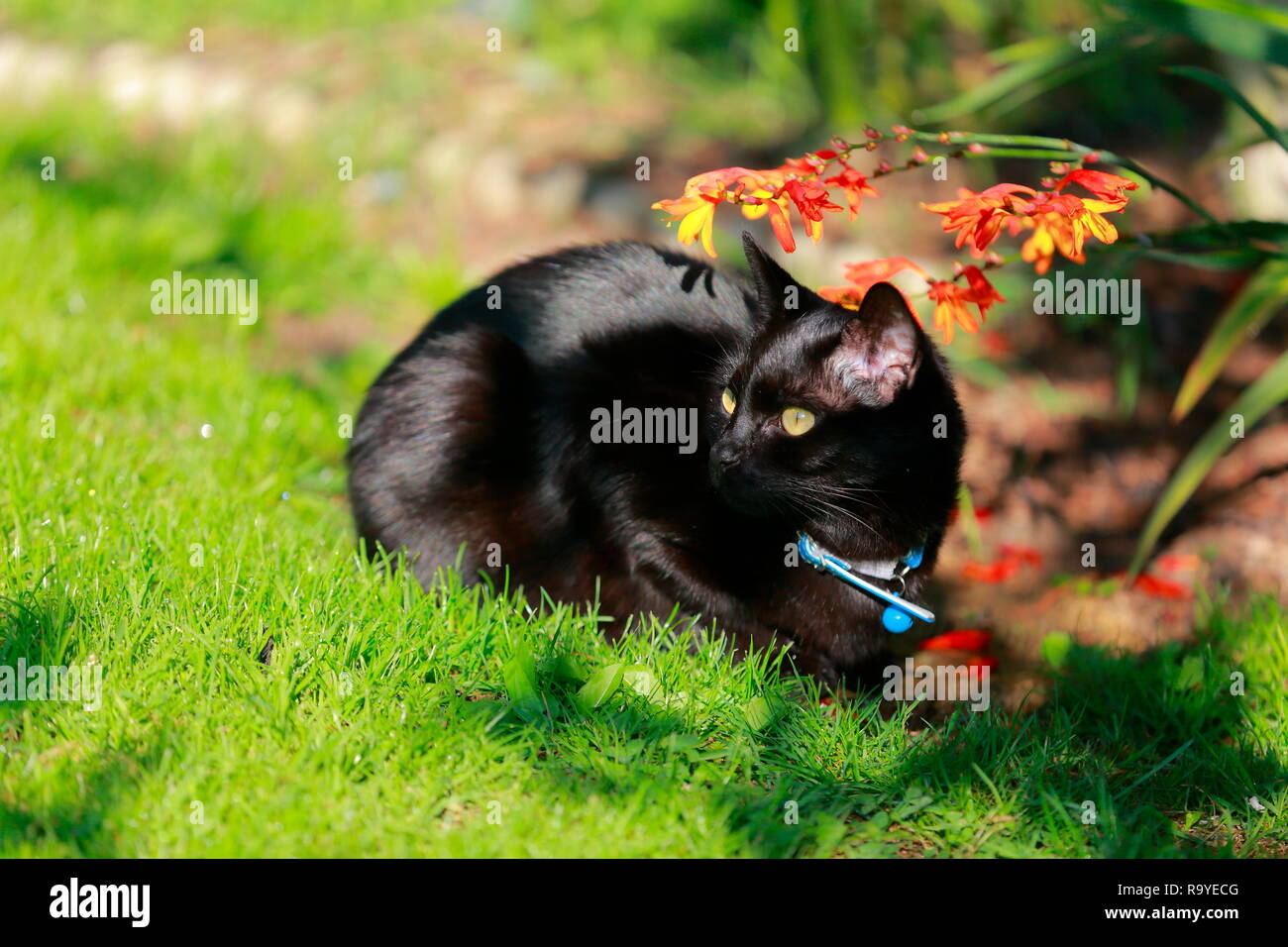 Un chat noir prendre du repos sur un jardin pelouse. Banque D'Images
