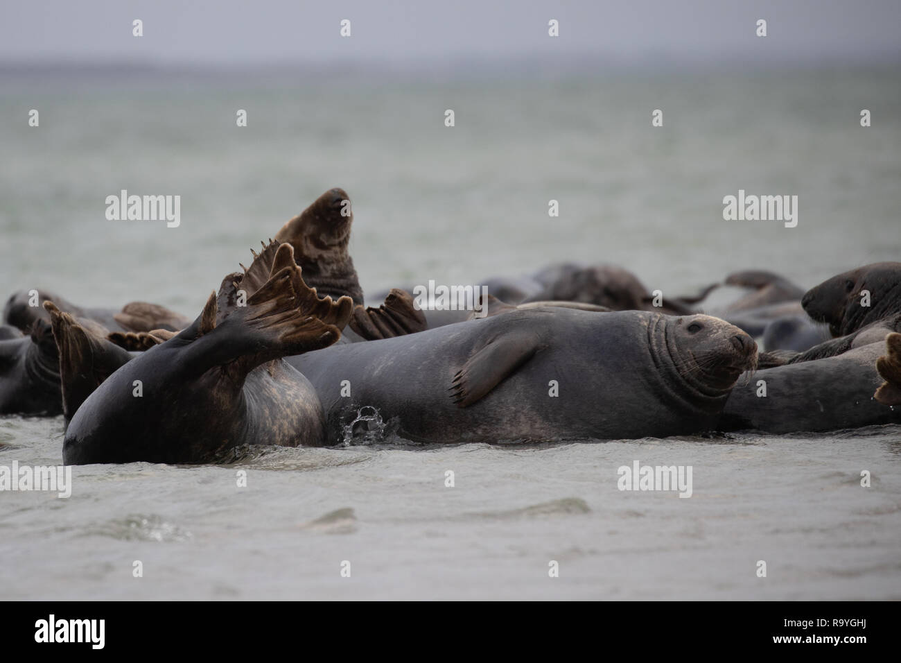 Le repos des phoques sur la plage dans le sud de la Suède Banque D'Images