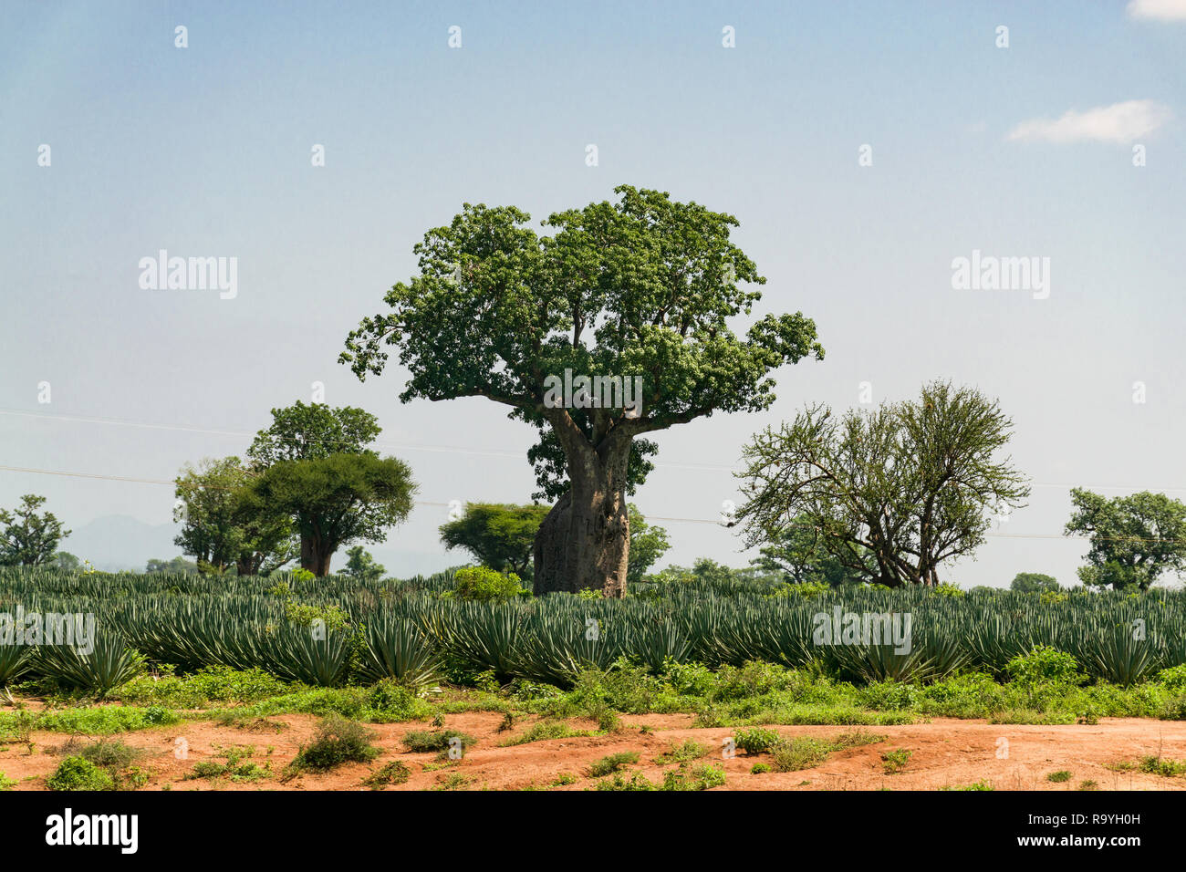 Un champ de plantes ( Agave sisalana Sisal ) de plus en plus avec les Baobabs ( Adansonia digitata ) qui parsèment le paysage sur une journée ensoleillée, au Kenya Banque D'Images