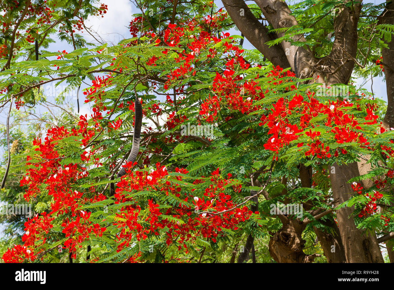 Un arbre flamboyant Delonix regia ou avec des fleurs rouge vif et de grandes gousses, Kenya, Afrique de l'Est Banque D'Images