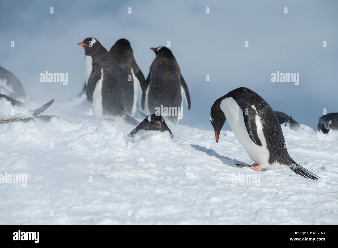 L'antarctique, du détroit de Gerlache, archipel Palmer, de l'Île Wiencke, pointe Damoy. Manchots de nidification dans la poudrerie. Banque D'Images