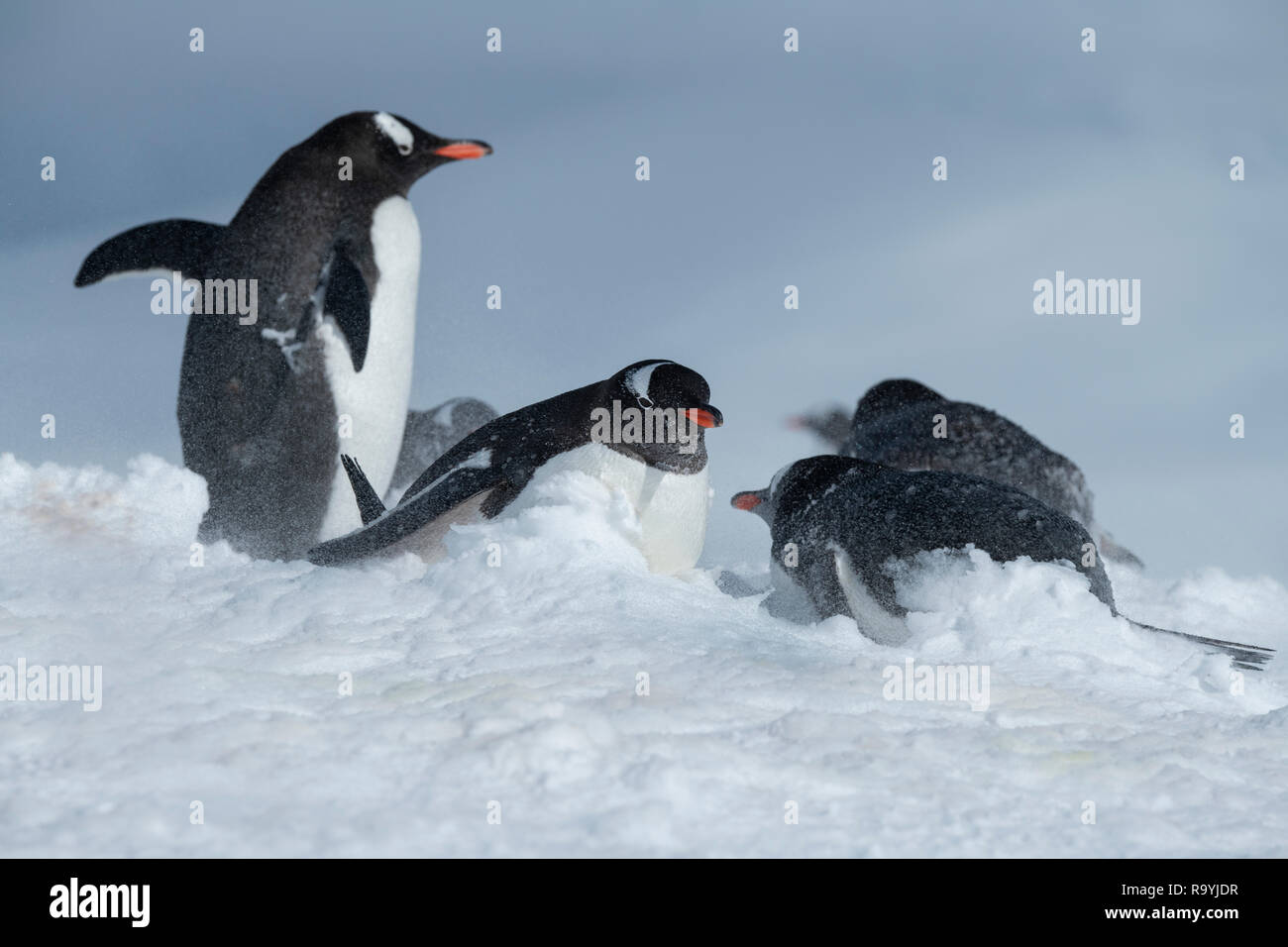 L'antarctique, du détroit de Gerlache, archipel Palmer, de l'Île Wiencke, pointe Damoy. Manchots de nidification dans la poudrerie. Banque D'Images