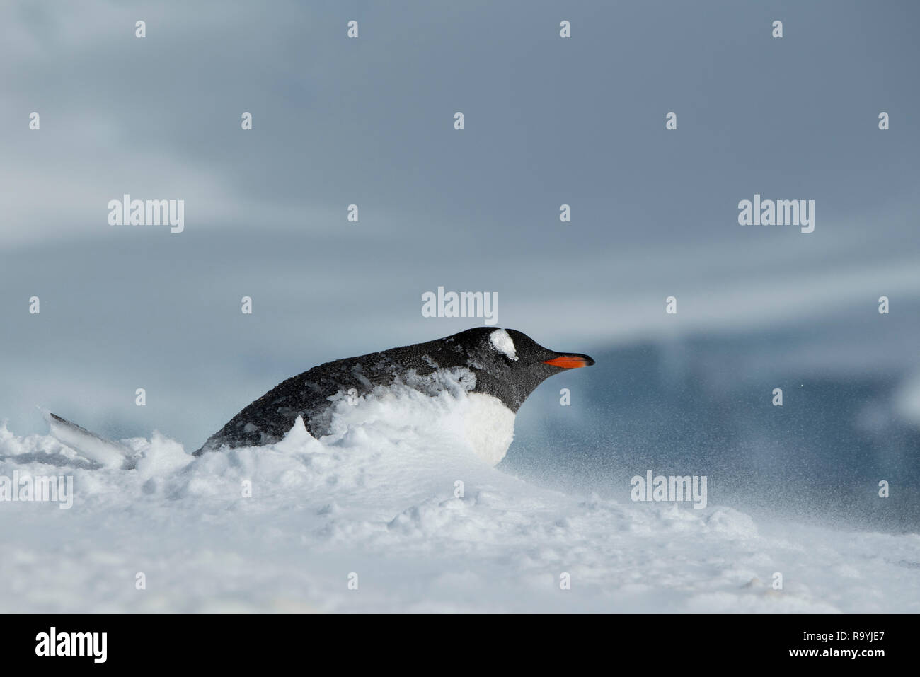 L'antarctique, du détroit de Gerlache, archipel Palmer, de l'Île Wiencke, pointe Damoy. Manchots de nidification dans la poudrerie. Banque D'Images