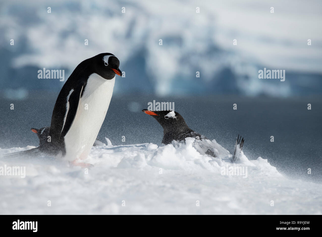 L'antarctique, du détroit de Gerlache, archipel Palmer, de l'Île Wiencke, pointe Damoy. Manchots de nidification dans la poudrerie. Banque D'Images