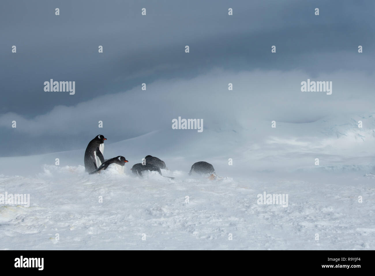L'antarctique, du détroit de Gerlache, archipel Palmer, de l'Île Wiencke, pointe Damoy. Manchots de nidification dans la poudrerie. Banque D'Images