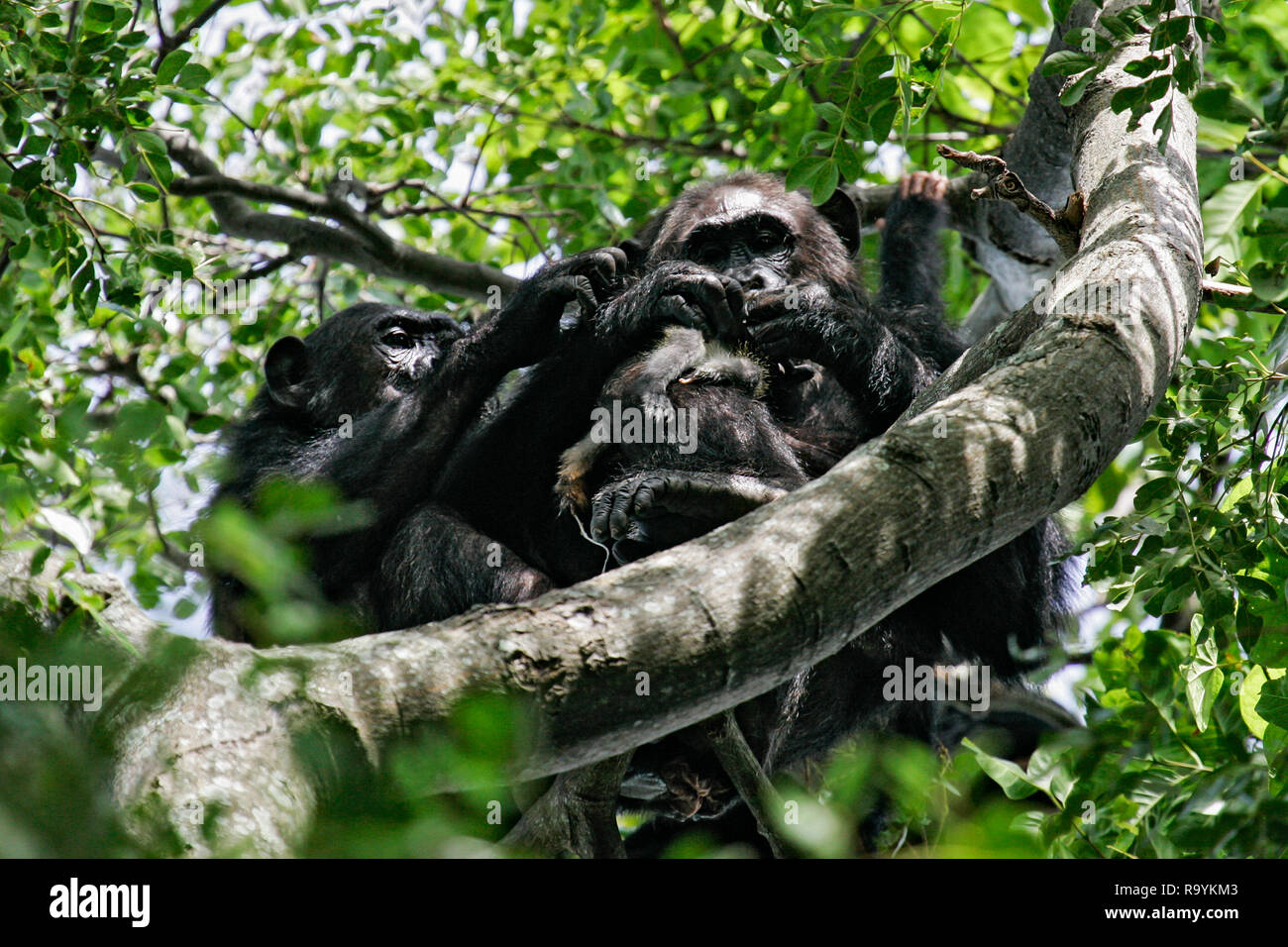 L'Est de chimpanzé (Pan troglodytes schweinfurthii) se nourrissant de tué singe Colobus, Parc National de Gombe Stream, en Tanzanie Banque D'Images