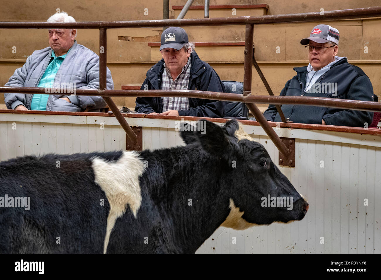 Prêt pour des bovins à la vente aux enchères Vente Vintage d'équitation dans Paradise, Pennsylvanie. Banque D'Images