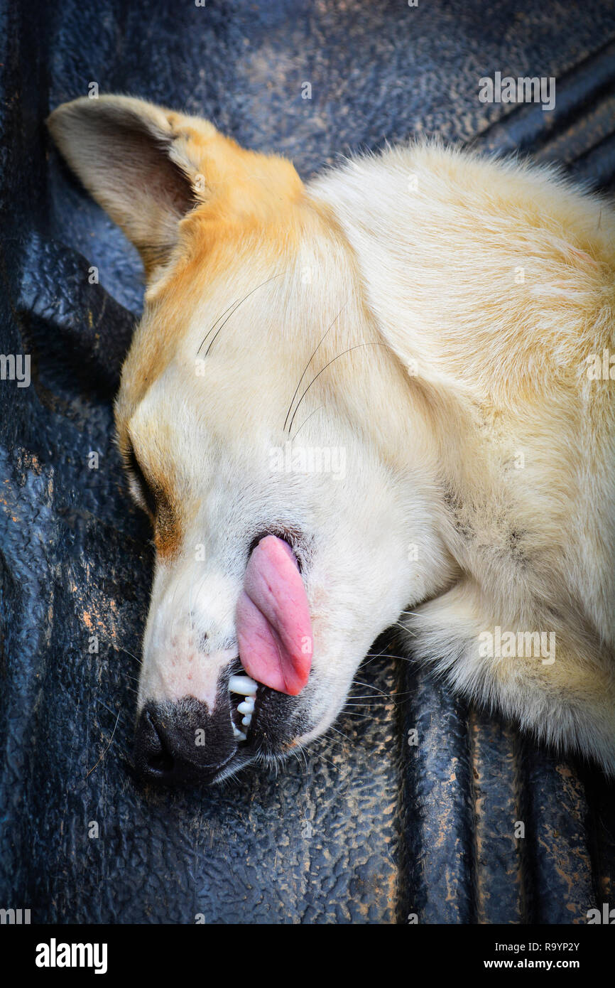 Animal malade langue chien malade avec lying on floor allant à l'hôpital animal / animal triste Banque D'Images