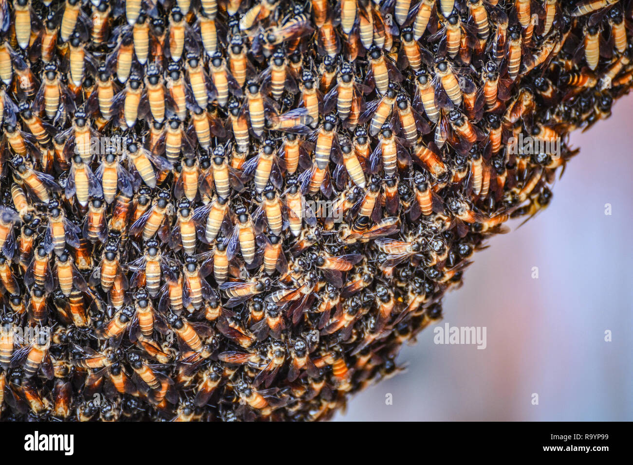 Sur nid d'Abeilles / beaucoup d'abeilles sur grand nid d'abeille - Close up insect selective focus Banque D'Images