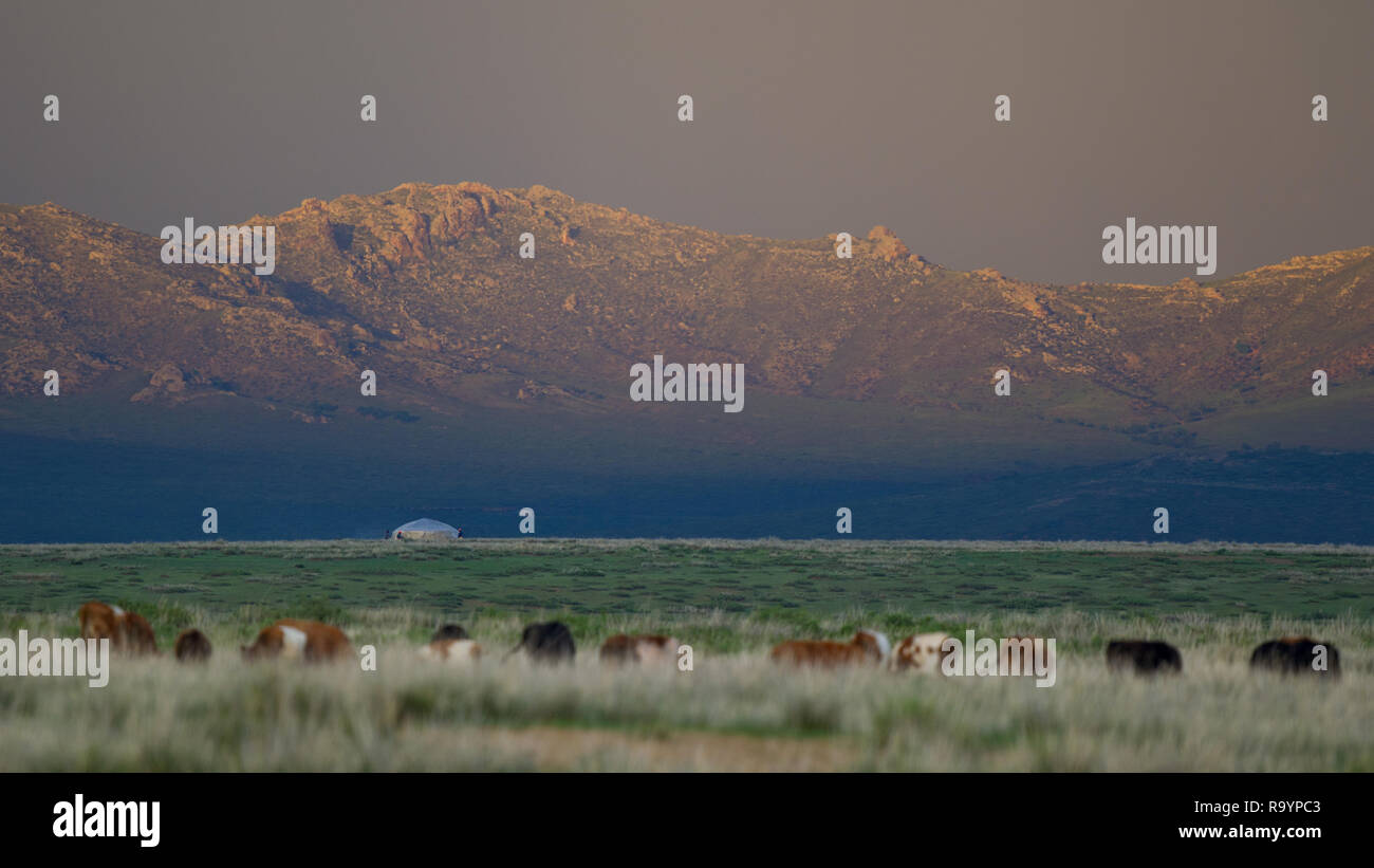 Montagnes de Mongolie avec le bétail en pâturage et solitaire yourte en distance, Tsaagan Nuur, Bulgan, Mongolie Banque D'Images