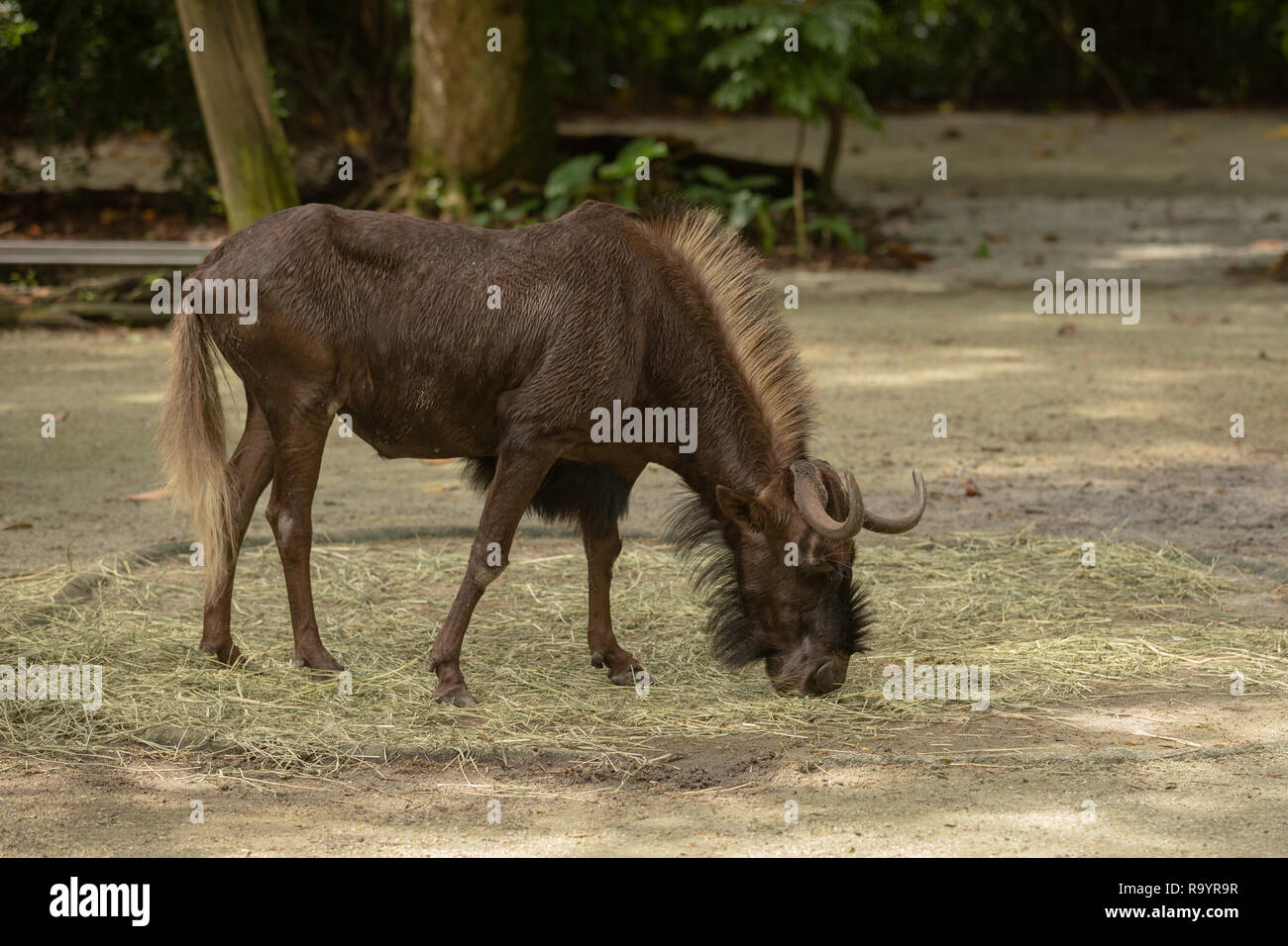 Le gnou noir à queue blanche aka, gnous, antilopes, sont genre Connochaetes Banque D'Images