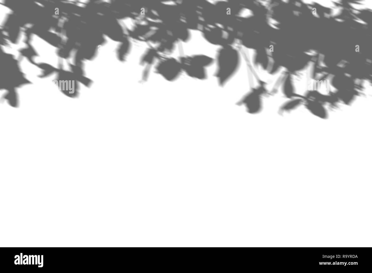 Résumé fond d'ombres Feuilles branche sur un mur blanc. Le blanc et le noir pour la superposition d'une photo ou d'une maquette Banque D'Images