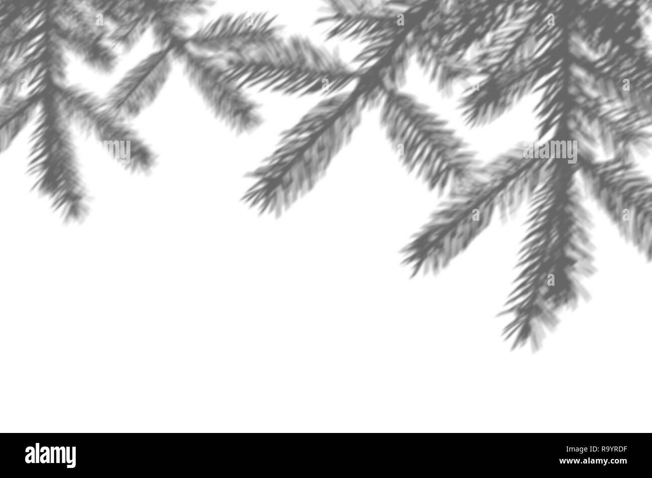 Fond d'hiver de l'ombre de la branche fer arbre sur un mur blanc. Le blanc et le noir pour la superposition d'une photo ou d'une maquette Banque D'Images