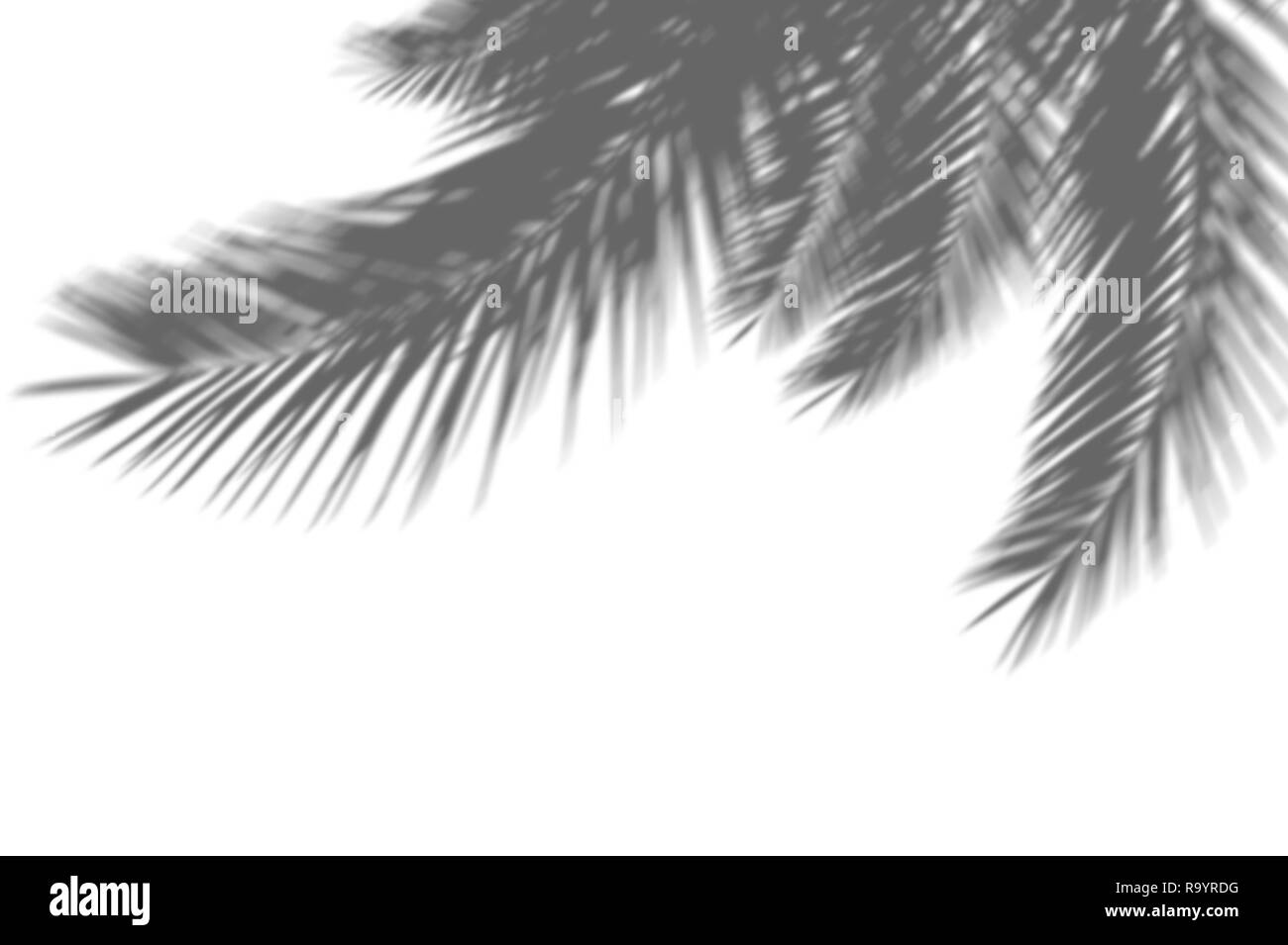 Résumé fond d'ombres feuilles de palmier exotique sur un mur blanc. Le blanc et le noir pour la superposition d'une photo ou d'une maquette Banque D'Images