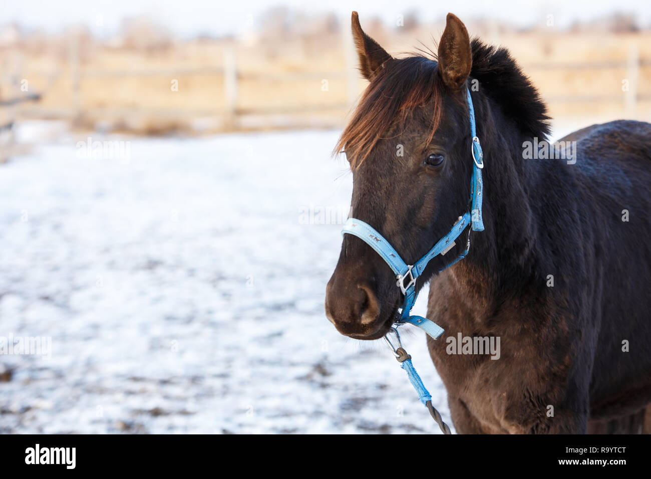 Beau cheval noir dans la neige Banque D'Images