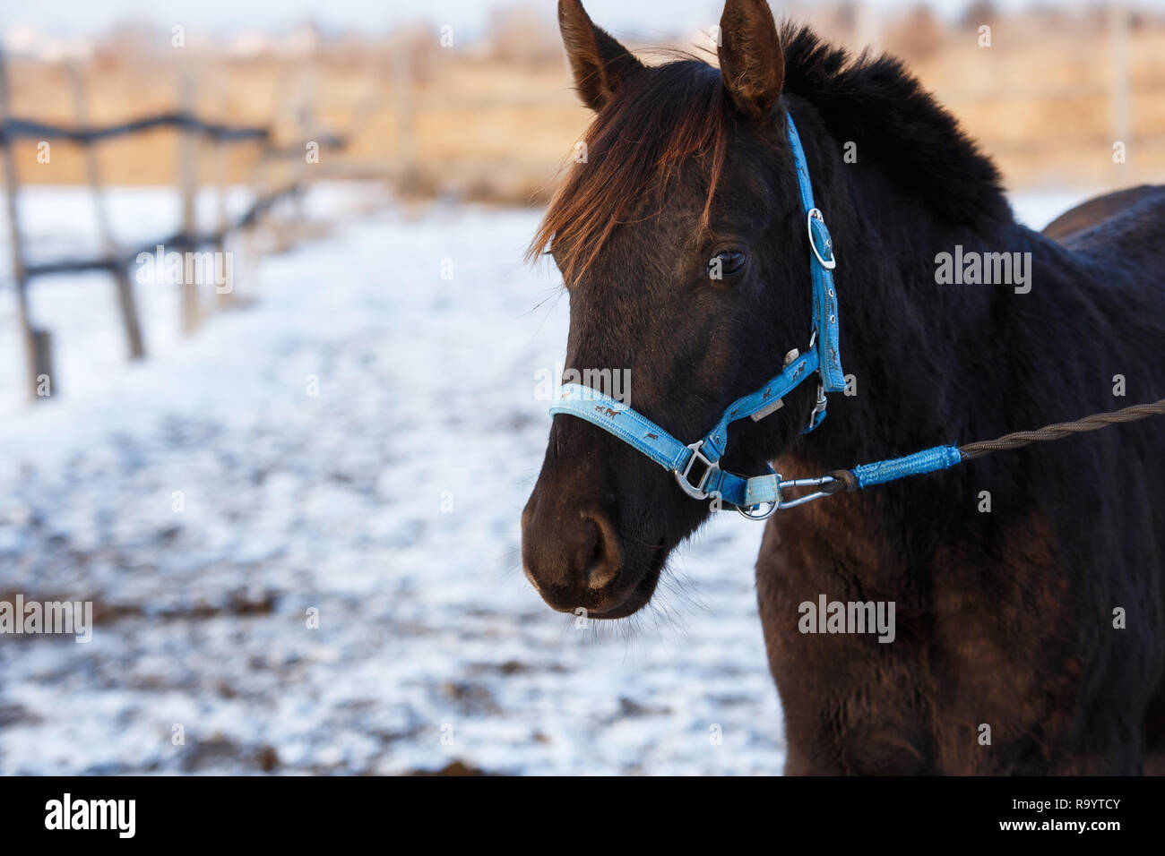 Beau cheval noir dans la neige Banque D'Images