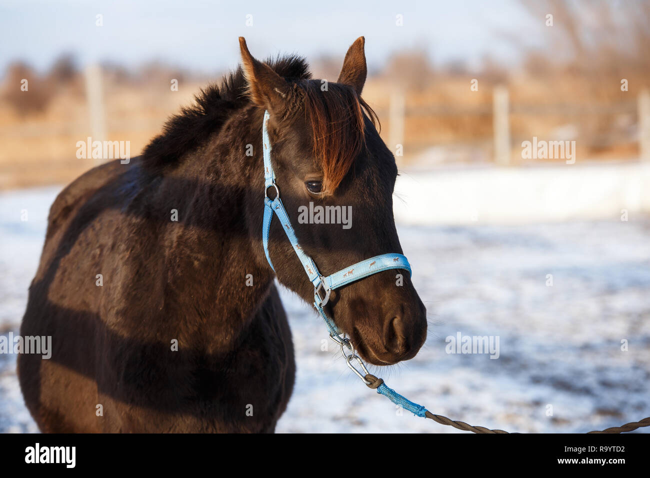 Beau cheval noir dans la neige Banque D'Images